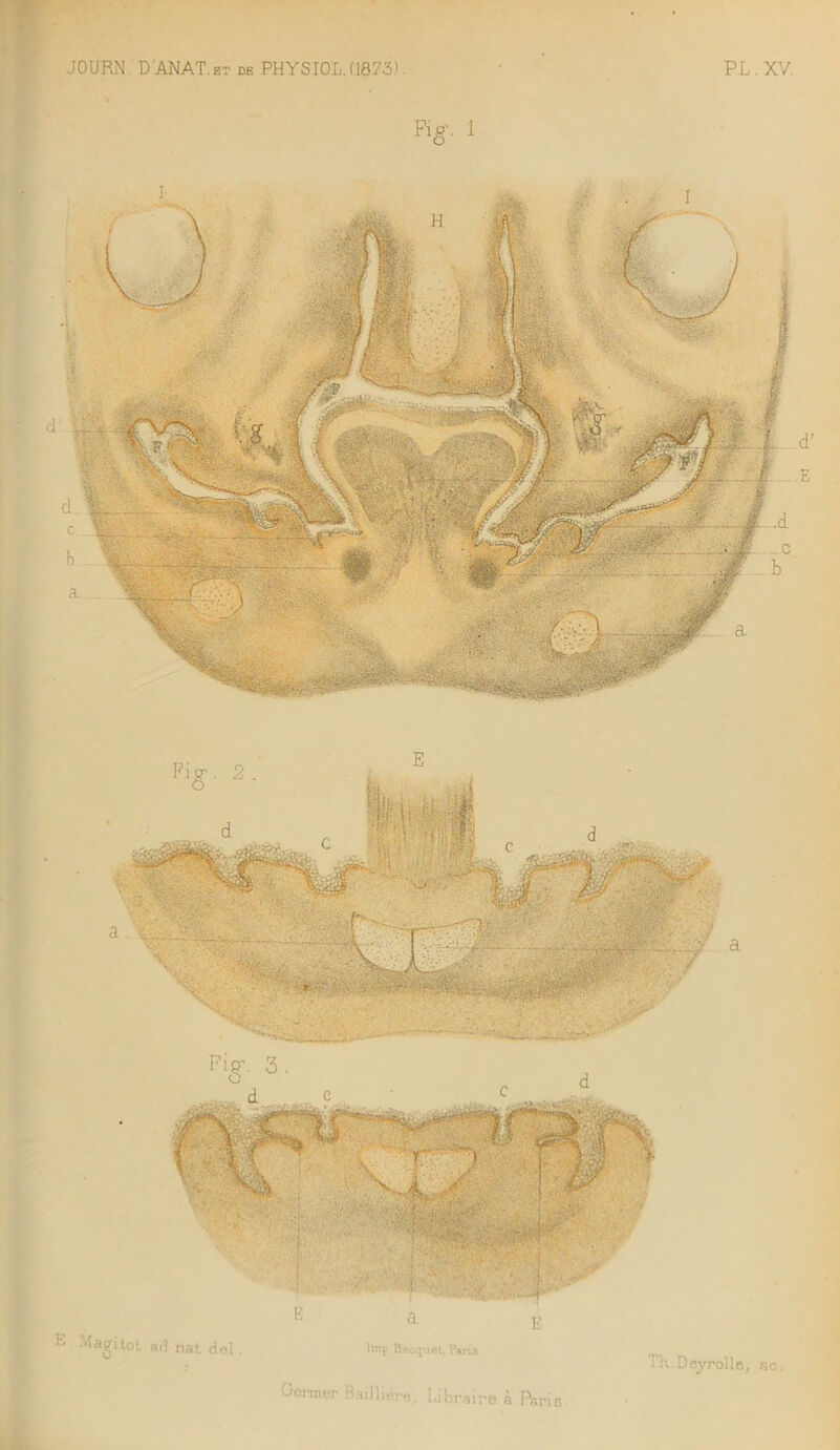\ ■ r:r'- ■ • ' . .. . -- g ' E E Magitot ad nat del. E Imç.Becquet. Pans. Germer Ba.lliere, Libraire à Paris I’h.Deyrolle., sc.