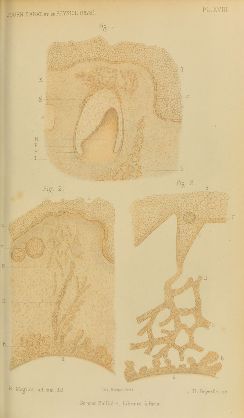PL.XV11I E. Mag'itot, ad nat del. lmp Becquft .PariR Th Deyrolle, sc