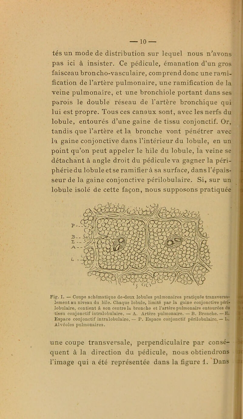 tés un mode de distribution sur lequel nous n'avons pas ici à insister. Ce pédicule, émanation d’un gros faisceau broncho-vasculaire, comprend donc une rami- fication de l’artère pulmonaire, une ramification de la veine pulmonaire, et une bronchiole portant dans ses parois le double réseau de l’artère bronchique qui lui est propre. Tous ces canaux sont, avec les nerfs du lobule, entourés d’une gaine de tissu conjonctif. Or, tandis que l’artère et la bronche vont pénétrer avec la gaine conjonctive dans l’intérieur du lobule, en un point qu’on peut appeler le hile du lobule, la veine se détachant à angle droit du pédicule va gagner la péri- phérie du lobule etse ramifier à sa surface, dans l’épais- seur de la gaine conjonctive périlobulaire. Si, sur un lobule isolé de cette façon, nous supposons pratiquée Fig. I. — Coupe schématique de-deux lobules pulmonaires pratiquée transversa- lement au niveau du hile. Chaque lobule, limité par la gaine conjonctive péri- lobulaire, contient à son centre la bronche et l’artère pulmonaire entourées du tissu conjonctif intralobulaire. — A. Artère pulmonaire. —B. Bronche. — E. Espace conjonctif intralobulaire. — P. Espace conjonctif périlobulaire. — L. Alvéoles pulmonaires. une coupe transversale, perpendiculaire par consé- quent à la direction du pédicule, nous obtiendrons l’image qui a été représentée dans la figure 1. Dans