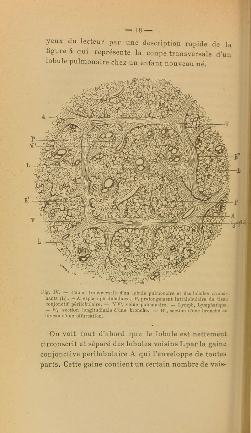 yeux du lecteur par une description rapide de la ligure 4 qui représente la coupe transversale d’un lobule pulmonaire chez un enfant nouveau né. Fig. IV. — Coupe transversale d'un lobule pulmonaire et des lobules avoisi- nants (L). — A. espace périlobulaire. P, prolongement intralobulaire du tissu conjonctif périlobulaire. — VT, veine pulmonaire. — Lymph, Lymphatique. — B’, section longitudinale d’une bronche. — B”, section d’une bronche au niveau d'une bifurcation. On voit tout d’abord que le lobule est nettement circonscrit et séparé des lobules voisins L par la gaine conjonctive périlobulaire A qui l’enveloppe de toutes parts. Cette gaine contient un certain nombre de vais-
