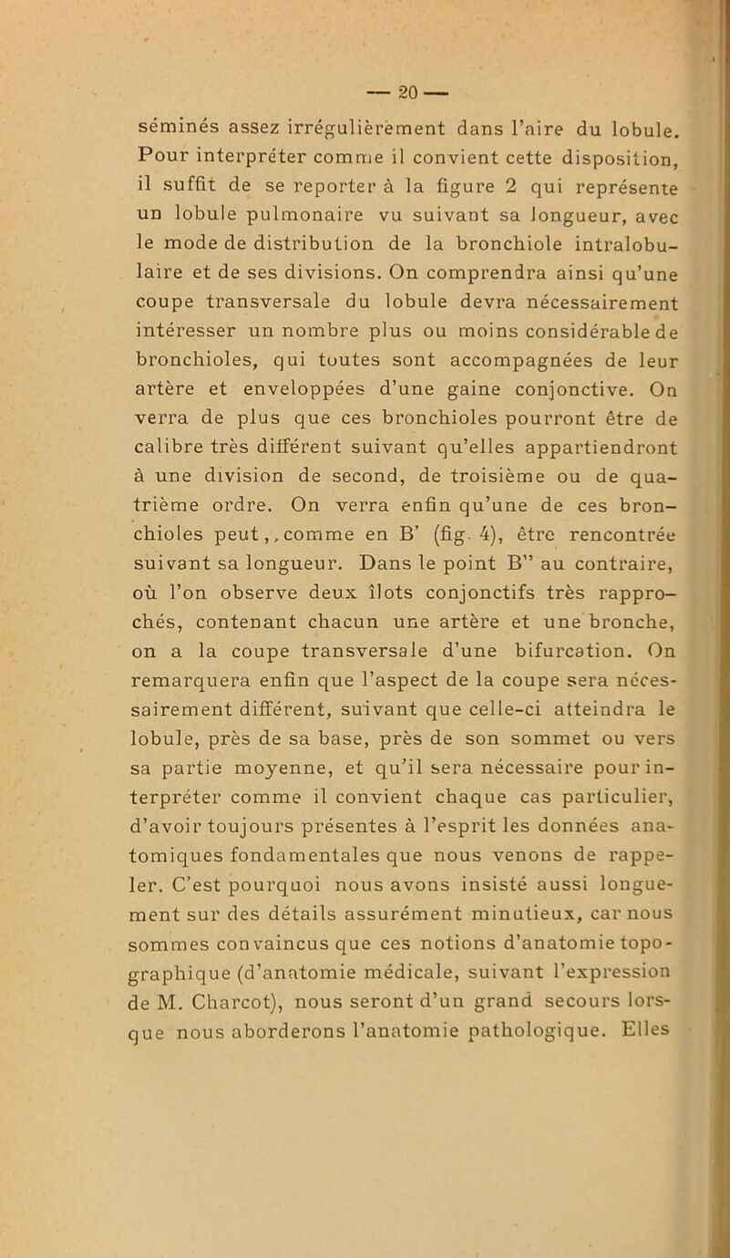 semmes assez irrégulièrement dans l’aire du lobule. Pour interpréter comme il convient cette disposition, il suffit de se reporter à la figure 2 qui représente un lobule pulmonaire vu suivant sa longueur, avec le mode de distribution de la bronchiole intralobu- laire et de ses divisions. On comprendra ainsi qu’une coupe transversale du lobule devra nécessairement intéresser un nombre plus ou moins considérable de bronchioles, qui toutes sont accompagnées de leur artère et enveloppées d’une gaine conjonctive. On verra de plus que ces bronchioles pourront être de calibre très différent suivant qu’elles appartiendront à une division de second, de troisième ou de qua- trième ordre. On verra enfin qu’une de ces bron- chioles peut,, comme en B’ (fig. 4), être rencontrée suivant sa longueur. Dans le point B” au contraire, où l’on observe deux îlots conjonctifs très rappro- chés, contenant chacun une artère et une bronche, on a la coupe transversale d’une bifurcation. On remarquera enfin que l’aspect de la coupe sera néces- sairement différent, suivant que celle-ci atteindra le lobule, près de sa base, près de son sommet ou vers sa partie moyenne, et qu’il sera nécessaire pour in- terpréter comme il convient chaque cas particulier, d’avoir toujours présentes à l’esprit les données ana- tomiques fondamentales que nous venons de rappe- ler. C’est pourquoi nous avons insisté aussi longue- ment sur des détails assurément minutieux, car nous sommes con vaincus que ces notions d’anatomie topo- graphique (d’anatomie médicale, suivant l’expression de M. Charcot), nous seront d’un grand secours lors- que nous aborderons l’anatomie pathologique. Elles