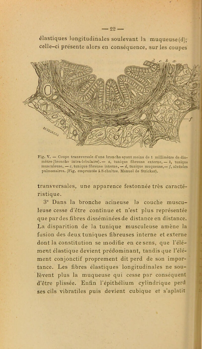 élastiques longitudinales soulevant la muqueuse(d); celle-ci présente alors en conséquence, sur les coupes Fig. V. — Coupe transversale d'une bronche ayant moins de 1 millimètre de dia- mètre (bronche intra-lobulaire).— a, tunique fibreuse externe, — b, tunique musculeuse, — c, tunique fibreuse interne, — d, tunique muqueuse,— f, alvéoles pulmonaires. (Fig. empruntée àSchultze. Manuel de Stricker). transversales, une apparence festonnée très caracté- ristique. 3° Dans la bronche acineuse la couche muscu- leuse cesse d'être continue et n’est plus représentée que par des fibres disséminées de distance en distance. La disparition de la tunique musculeuse amène la fusion des deux tuniques fibreuses interne et externe dont la constitution se modifie en ce sens, que l'élé- ment élastique devient prédominant, tandis que l’élé- ment conjonctif proprement dit perd de son impor- tance. Les fibres élastiques longitudinales ne sou- lèvent plus la muqueuse qui cesse par conséquent d’être plissée. Enfin l’épithélium cylindrique perd ses cils vibratiles puis devient cubique et s’aplatit