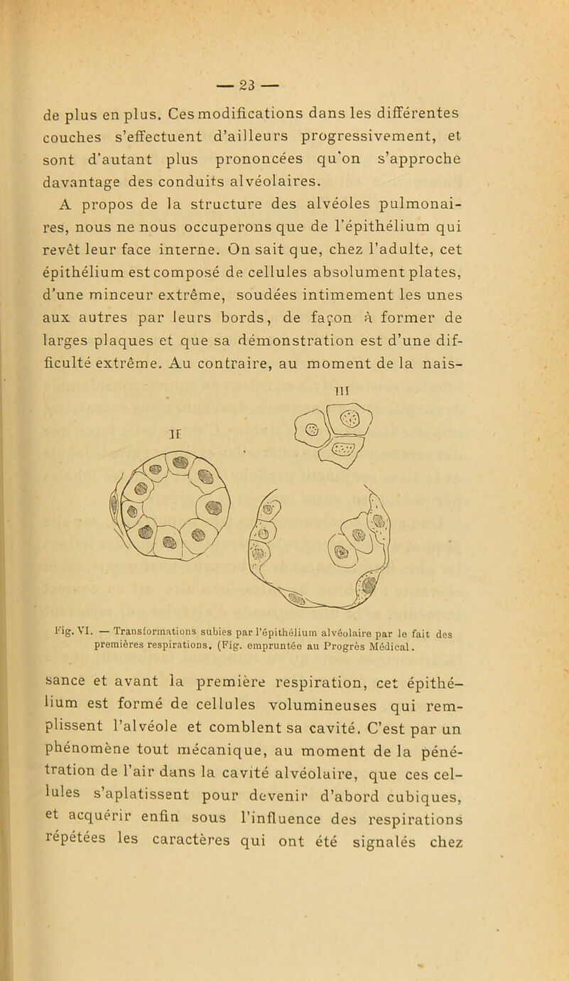 de plus en plus. Ces modifications dans les différentes couches s’effectuent d’ailleurs progressivement, et sont d’autant plus prononcées qu'on s’approche davantage des conduits alvéolaires. A propos de la structure des alvéoles pulmonai- res, nous ne nous occuperons que de l’épithélium qui revêt leur face interne. On sait que, chez l’adulte, cet épithélium est composé de cellules absolument plates, d’une minceur extrême, soudées intimement les unes aux autres par leurs bords, de façon à former de larges plaques et que sa démonstration est d’une dif- ficulté extrême. Au contraire, au moment de la nais- m Fig. VI. — Transformations subies par l’épithélium alvéolaire par le fait des premières respirations. (Fig. empruntée au Progrès Médical. sance et avant la première respiration, cet épithé- lium est formé de cellules volumineuses qui rem- plissent l’alvéole et comblent sa cavité. C’est par un phénomène tout mécanique, au moment de la péné- tration de 1 air dans la cavité alvéolaire, que ces cel- lules s aplatissent pour devenir d’abord cubiques, et acquérir enfin sous l’influence des respirations îépétées les caractères qui ont été signalés chez