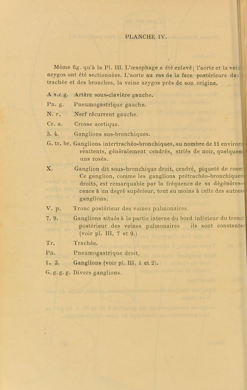 Même fig. qu’à la PI. III. L’œsophage a été enlevé; l’aorte et la vei ij azygos ont été sectionnées. L’aorte au ras de la face postérieure de • trachée et des bronches, la veine azygos près de son origine. A s.c.g. Artère sous-clavière gauche. Pn. g. Pneumogastrique gauche. N. r. Nerf récurrent gauche. Cr. a. Crosse aortique. 3. 4. Ganglions sus-bronchiques. G. tr. br. Ganglions intertrachéo-bronchiques, au nombre de 11 enviror renitents, généralement cendrés, striés de noir, quelques I uns rosés. X. Ganglion dit sous-bronchique droit, cendré, piqueté de rose Ce ganglion, comme les ganglions prétrachéo-bronchiques droits, est remarquable par la fréquence de sa dégénéres- cence à un degré supérieur, tout au moins à celle des autres- ganglions. V. p. Tronc postérieur des veines pulmonaires. 7. 9. Ganglions situés à la partie interne du bord inférieur du tronc. postérieur des veines pulmonaires ils sont constants- (voir pl. III, 7 et 9.) Tr. Trachée. Pn. Pneumogastrique droit. 1. 2. Ganglions (voir pl. III, 1 et 2). G. g. g. g. Divers ganglions.