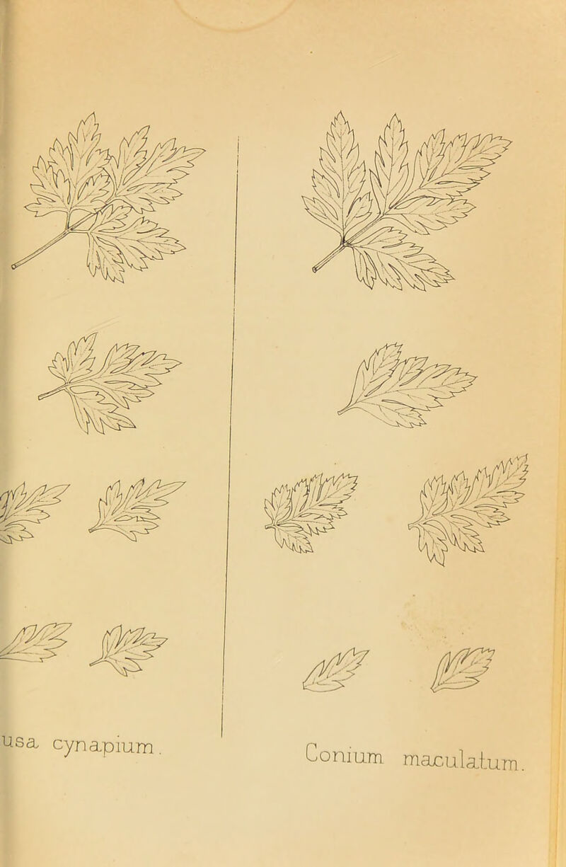 r. Usa- cynapium. Conium majculaiurn.