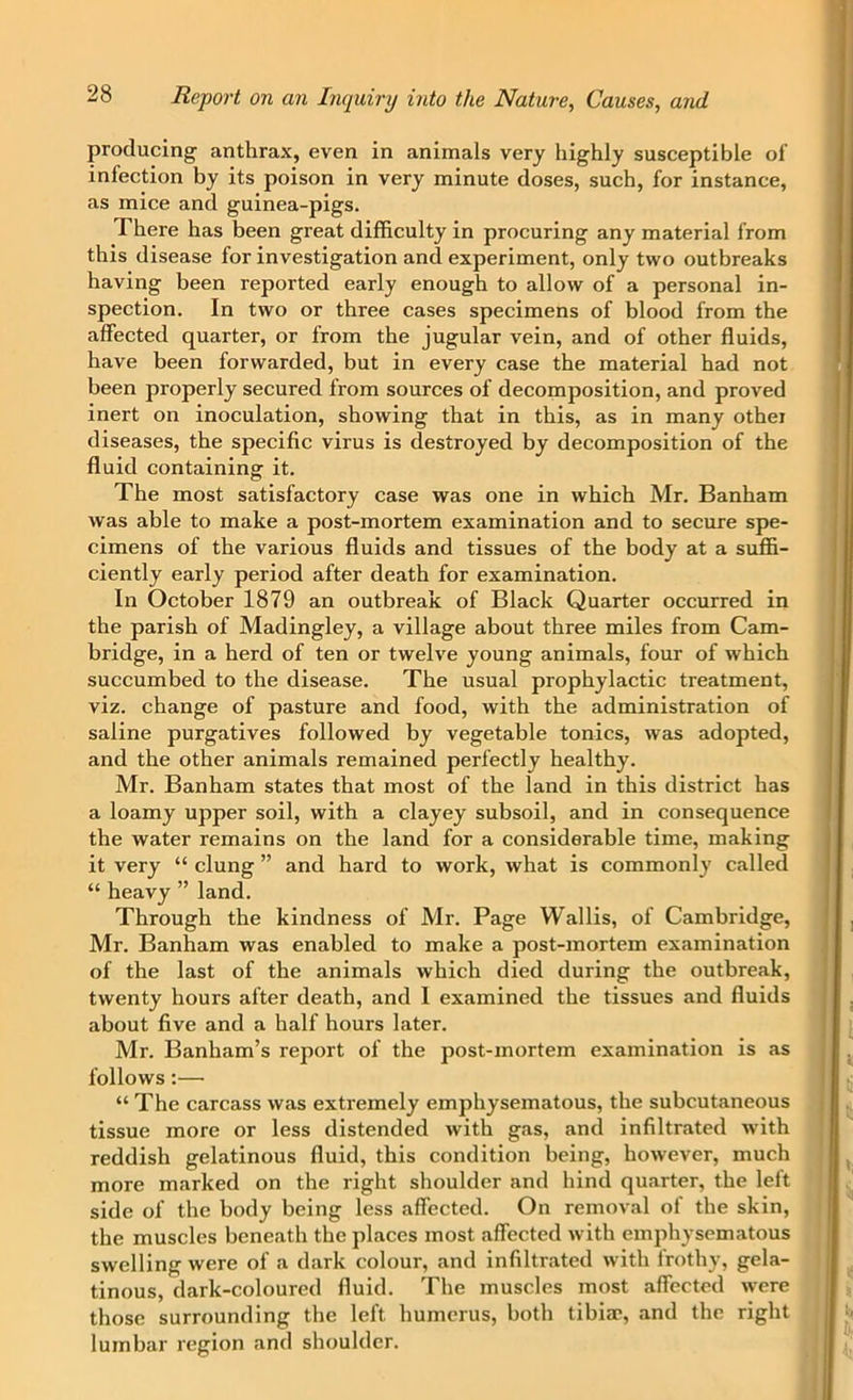 producing anthrax, even in animals very highly susceptible of infection by its poison in very minute doses, such, for instance, as mice and guinea-pigs. I here has been great difficulty in procuring any material from this disease for investigation and experiment, only two outbreaks having been reported early enough to allow of a personal in- spection. In two or three cases specimens of blood from the affected quarter, or from the jugular vein, and of other fluids, have been forwarded, but in every case the material had not been properly secured from sources of decomposition, and proved inert on inoculation, showing that in this, as in many othei diseases, the specific virus is destroyed by decomposition of the fluid containing it. The most satisfactory case was one in which Mr. Banham was able to make a post-mortem examination and to secure spe- cimens of the various fluids and tissues of the body at a suffi- ciently early period after death for examination. In October 1879 an outbreak of Black Quarter occurred in the parish of Madingley, a village about three miles from Cam- bridge, in a herd of ten or twelve young animals, four of which succumbed to the disease. The usual prophylactic treatment, viz. change of pasture and food, with the administration of saline purgatives followed by vegetable tonics, was adopted, and the other animals remained perfectly healthy. Mr. Banham states that most of the land in this district has a loamy upper soil, with a clayey subsoil, and in consequence the water remains on the land for a considerable time, making it very “ clung ” and hard to work, what is commonly called “ heavy ” land. Through the kindness of Mr. Page Wallis, of Cambridge, Mr. Banham was enabled to make a post-mortem examination of the last of the animals which died during the outbreak, twenty hours after death, and 1 examined the tissues and fluids about five and a half hours later. Mr. Banham’s report of the post-mortem examination is as follows :— “ The carcass was extremely emphysematous, the subcutaneous tissue more or less distended with gas, and infiltrated with reddish gelatinous fluid, this condition being, however, much more marked on the right shoulder and hind quarter, the left side of the body being less affected. On removal ol the skin, the muscles beneath the places most affected with emphysematous swelling were of a dark colour, and infiltrated with frothy, gela- tinous, dark-coloured fluid. The muscles most affected were those surrounding the left humerus, both tibiae, and the right lumbar region and shoulder.