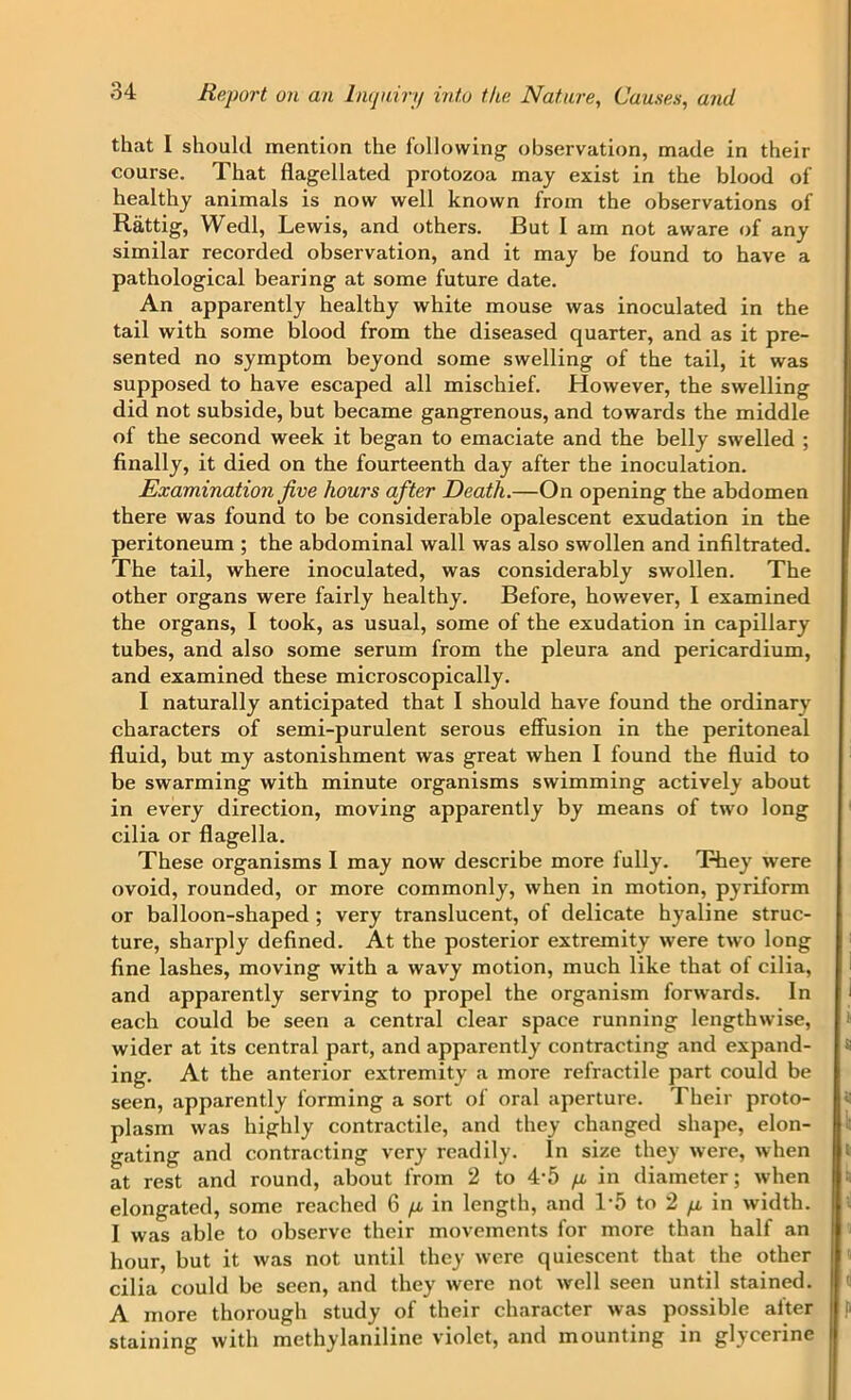 that I should mention the following observation, made in their course. That flagellated protozoa may exist in the blood of healthy animals is now well known from the observations of Rattig, Wedl, Lewis, and others. But I am not aware of any similar recorded observation, and it may be found to have a pathological bearing at some future date. An apparently healthy white mouse was inoculated in the tail with some blood from the diseased quarter, and as it pre- sented no symptom beyond some swelling of the tail, it was supposed to have escaped all mischief. However, the swelling did not subside, but became gangrenous, and towards the middle of the second week it began to emaciate and the belly swelled ; finally, it died on the fourteenth day after the inoculation. Examination jive hours after Death.—On opening the abdomen there was found to be considerable opalescent exudation in the peritoneum ; the abdominal wall was also swollen and infiltrated. The tail, where inoculated, was considerably swollen. The other organs were fairly healthy. Before, however, I examined the organs, I took, as usual, some of the exudation in capillary tubes, and also some serum from the pleura and pericardium, and examined these microscopically. I naturally anticipated that I should have found the ordinary characters of semi-purulent serous effusion in the peritoneal fluid, but my astonishment was great when I found the fluid to be swarming with minute organisms swimming actively about in every direction, moving apparently by means of two long cilia or flagella. These organisms I may now describe more fully. They were ovoid, rounded, or more commonly, when in motion, pyriform or balloon-shaped ; very translucent, of delicate hyaline struc- ture, sharply defined. At the posterior extremity were two long fine lashes, moving with a wavy motion, much like that of cilia, and apparently serving to propel the organism forwards. In each could be seen a central clear space running lengthwise, wider at its central part, and apparently contracting and expand- ing. At the anterior extremity a more refractile part could be seen, apparently forming a sort of oral aperture. Their proto- plasm was highly contractile, and they changed shape, elon- gating and contracting very readily. In size they were, when at rest and round, about from 2 to 4'5 /i in diameter; when elongated, some reached 6 fi in length, and T5 to 2 y, in width. I was able to observe their movements for more than half an hour, but it was not until they were quiescent that the other cilia could be seen, and they were not well seen until stained. A more thorough study of their character was possible alter staining with methylaniline violet, and mounting in glycerine