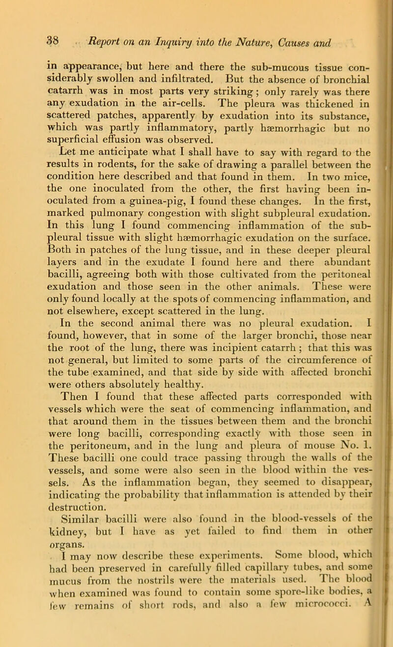 in appearance, but here and there the sub-mucous tissue con- siderably swollen and infiltrated. But the absence of bronchial catarrh was in most parts very striking ; only rarely was there any exudation in the air-cells. The pleura was thickened in scattered patches, apparently by exudation into its substance, which was partly inflammatory, partly haemorrhagic but no superficial effusion was observed. Let me anticipate what I shall have to say with regard to the results in rodents, for the sake of drawing a parallel between the condition here described and that found in them. In two mice, the one inoculated from the other, the first having been in- oculated from a guinea-pig, I found these changes. In the first, marked pulmonary congestion with slight subpleural exudation. In this lung I found commencing inflammation of the sub- pleural tissue with slight haemorrhagic exudation on the surface. Both in patches of the lung tissue, and in these deeper pleural layers and in the exudate I found here and there abundant bacilli, agreeing both with those cultivated from the peritoneal exudation and those seen in the other animals. These were only found locally at the spots of commencing inflammation, and not elsewhere, except scattered in the lung. In the second animal there was no pleural exudation. I found, however, that in some of the larger bronchi, those near the root of the lung, there was incipient catarrh ; that this was not general, but limited to some parts of the circumference of the tube examined, and that side by side with affected bronchi were others absolutely healthy. Then I found that these affected parts corresponded with vessels which were the seat of commencing inflammation, and that around them in the tissues between them and the bronchi were long bacilli, corresponding exactly with those seen in the peritoneum, and in the lung and pleura of mouse No. 1. These bacilli one could trace passing through the walls of the vessels, and some were also seen in the blood within the ves- sels. As the inflammation began, they seemed to disappear, indicating the probability that inflammation is attended by their destruction. Similar bacilli were also found in the blood-vessels of the kidney, but I have as yet failed to find them in other organs. I may now describe these experiments. Some blood, which had been preserved in carefully filled capillary tubes, and some mucus from the nostrils were the materials used. The blood when examined was found to contain some spore-like bodies, a few remains of short rods, and also a few micrococci. A