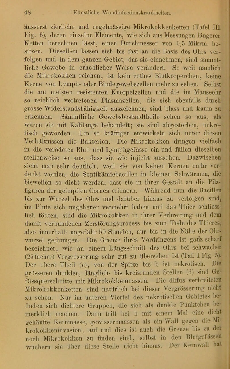 äusserst zierliche und regelmässige Mikrokokkenketten (Tafel III Fig. 6), deren einzelne Elemente, wie sich aus Messungen längerer Ketten berechnen lässt, einen Durchmesser von 0,5 Mikrrn. be- sitzen. Dieselben lassen sich bis fast an die Basis des Ohrs ver- folgen und in dem ganzen Gebiet, das sie einnehmen, sind sämrat- liche Gewebe in erheblicher Weise verändert. So weit nämlich die Mikrokokken reichen, ist kein rotkes Blutkörperchen, keine Kerne von Lympk- oder Bindegewebszellen mehr zu sehen. Selbst die am meisten resistenten Knorpelzellen und die im Mauseohr so reichlich vertretenen Plasmazellen, die sich ebenfalls durch grosse Widerstandsfähigkeit auszeichnen, sind blass und kaum zu erkennen. Sämmtliche Gewebsbestandtkeile sehen so aus, als wären sie mit Kalilauge behandelt; sie sind abgestorben, nekro- tisch geworden. Um so kräftiger entwickeln sich unter diesen Verhältnissen die Bakterien. Die Mikrokokken dringen vielfach in die verödeten Blut- und Lymphgefässe ein und füllen dieselben stellenweise so aus, dass sie wie injicirt ausseken. Dazwischen sieht man sehr deutlich, weil sie von keinen Kernen mehr ver- deckt werden, die Septikämiebacillen in kleinen Schwärmen, die bisweilen so dicht werden, dass sie in ihrer Gestalt an die Pilz- figuren der geimpften Cornea erinnern. Während nun die Bacillen bis zur Wurzel des Ohrs und darüber hinaus zu verfolgen sind, im Blute sich ungeheuer vermehrt haben und das Thier schliess- lich tödten, sind die Mikrokokken in ihrer Verbreitung und dem damit verbundenen Zerstörungsprocess bis zum Tode des Thieres, also innerhalb ungefähr 50 Stunden, nur bis in die Nähe der Ohr- wurzel gedrungen. Die Grenze ihres Vordringens ist ganz scharf bezeichnet, wie an einem Längsschnitt des Ohrs bei schwacher (25facker) Vergrösserung sehr gut zu übersehen ist (Taf. I Fig. 5). Der obere Theil (c), von der Spitze bis b ist nekrotisch. Die grösseren dunklen, länglich- bis kreisrunden Stellen (d) sind Ge- fässquerschnitte mit Mikrokokkenmassen. Die diffus verbreiteten Mikrokokkenketten sind natürlich bei dieser Vergrösserung nicht zu sehen. Nur im unteren Viertel des nekrotischen Gebietes be- finden sich dichtere Gruppen, die sieh als dunkle Pünktchen be- merklick machen. Dann tritt bei b mit einem Mal eine dicht gehäufte Kernmasse, gewissermaassen als ein Wall gegen die Mi- krokokkeninvasion, auf und dies ist auch die Grenze bis zu der noch Mikrokokken zu finden sind, selbst in den Blutgefässen wuchern sie über diese Stelle nicht hinaus. Der Kernwall hat