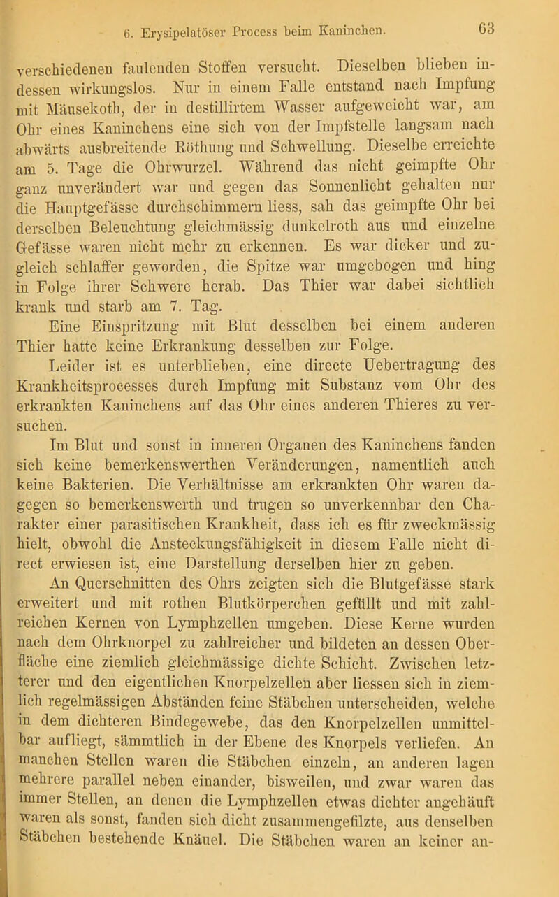 6. Erysipelatöser Process beim Kaninchen. verschiedenen fanlenden Stoffen versucht. Dieselben blieben in- dessen wirkungslos. Nur in einem Falle entstand nach Impfung mit Mäusekoth, der in destillirtem Wasser aufgeweicht war, am Ohr eines Kaninchens eine sich von der Impfstelle langsam nach abwärts ausbreitende Röthung und Schwellung. Dieselbe erreichte am 5. Tage die Ohrwurzel. Während das nicht geimpfte Ohr ganz unverändert war und gegen das Sonnenlicht gehalten nur die Hauptgefässe durchschimmern liess, sah das geimpfte Ohr bei derselben Beleuchtung gleichmässig dunkelroth aus und einzelne Gefässe waren nicht mehr zu erkennen. Es war dicker und zu- gleich schlaffer geworden, die Spitze war umgebogen und hing in Folge ihrer Schwere herab. Das Thier war dabei sichtlich krank und starb am 7. Tag. Eine Einspritzung mit Blut desselben bei einem anderen Thier hatte keine Erkrankung desselben zur Folge. Leider ist es unterblieben, eine directe Uebertragung des Krankheitsprocesses durch Impfung mit Substanz vom Ohr des erkrankten Kaninchens auf das Ohr eines anderen Thieres zu ver- suchen. Im Blut und sonst in inneren Organen des Kaninchens fanden sich keine bemerkenswerthen Veränderungen, namentlich auch keine Bakterien. Die Verhältnisse am erkrankten Ohr waren da- gegen so bemerkenswerth und trugen so unverkennbar den Cha- rakter einer parasitischen Krankheit, dass ich es für zweckmässig hielt, obwohl die Ansteckungsfähigkeit in diesem Falle nicht di- rect erwiesen ist, eine Darstellung derselben hier zu geben. An Querschnitten des Ohrs zeigten sich die Blutgefässe stark erweitert und mit rothen Blutkörperchen gefüllt und mit zahl- reichen Kernen von Lymphzellen umgeben. Diese Kerne wurden nach dem Ohrknorpel zu zahlreicher und bildeten an dessen Ober- fläche eine ziemlich gleichmässige dichte Schicht. Zwischen letz- terer und den eigentlichen Knorpelzellen aber Hessen sich in ziem- lich regelmässigen Abständen feine Stäbchen unterscheiden, welche in dem dichteren Bindegewebe, das den Knorpelzellen unmittel- bar aut liegt, sämmtlich in der Ebene des Knorpels verliefen. An manchen Stellen waren die Stäbchen einzeln, an anderen lagen mehrere parallel neben einander, bisweilen, und zwar waren das immer Stellen, an denen die Lymphzellen etwas dichter angehäuft waren als sonst, fanden sich dicht zusammengefilzte, aus denselben Stäbchen bestehende Knäuel. Die Stäbchen waren an keiner an-