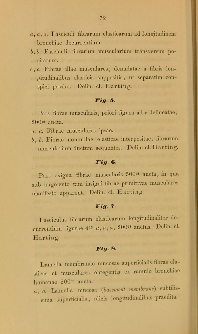 a, a, a. Fasciculi fibrarum elasticarum ad longitudinem broneliiae decurrentium. b, b. Fasciculi fibrarum muscularium transversim po- sitarum. c, c. Fibrae illae musculares, denudatae a fibris lon- gitudinalibus elasticis suppositis, ut separatim con- spici possint. Delin. cl. Harting. Fig 5 Pars fibrae muscularis, priori figura ad c delineatae, 200es aucta. a, a. Fibrae musculares ipsae. b, b. Fibrae nonnullae elasticae interpositae, fibrarum muscularium ductum sequentes. Delin. cl. Harting. Fig. 6. Pars exigua fibrae muscularis 500es aucta, in qua sub augmento tam insigni fibrae primitivae musculares manifesto apparent. Delin. cl. Harting. Fig 7. Fasciculus fibrarum elasticarum longitudinaliter de- currentium figurae 4ae a, a, a, 200cs auctus. Delin. cl. Harting. Fig 8 Lamella membranae mucosae superficialis fibras ela- sticas ct musculares obtegentis ex ramulo broneliiae humanae 200cs aucta. a, a. Lamella mucosa (basement membrane) subtilis- sima superficialis, plicis longitudinalibus piaedita.