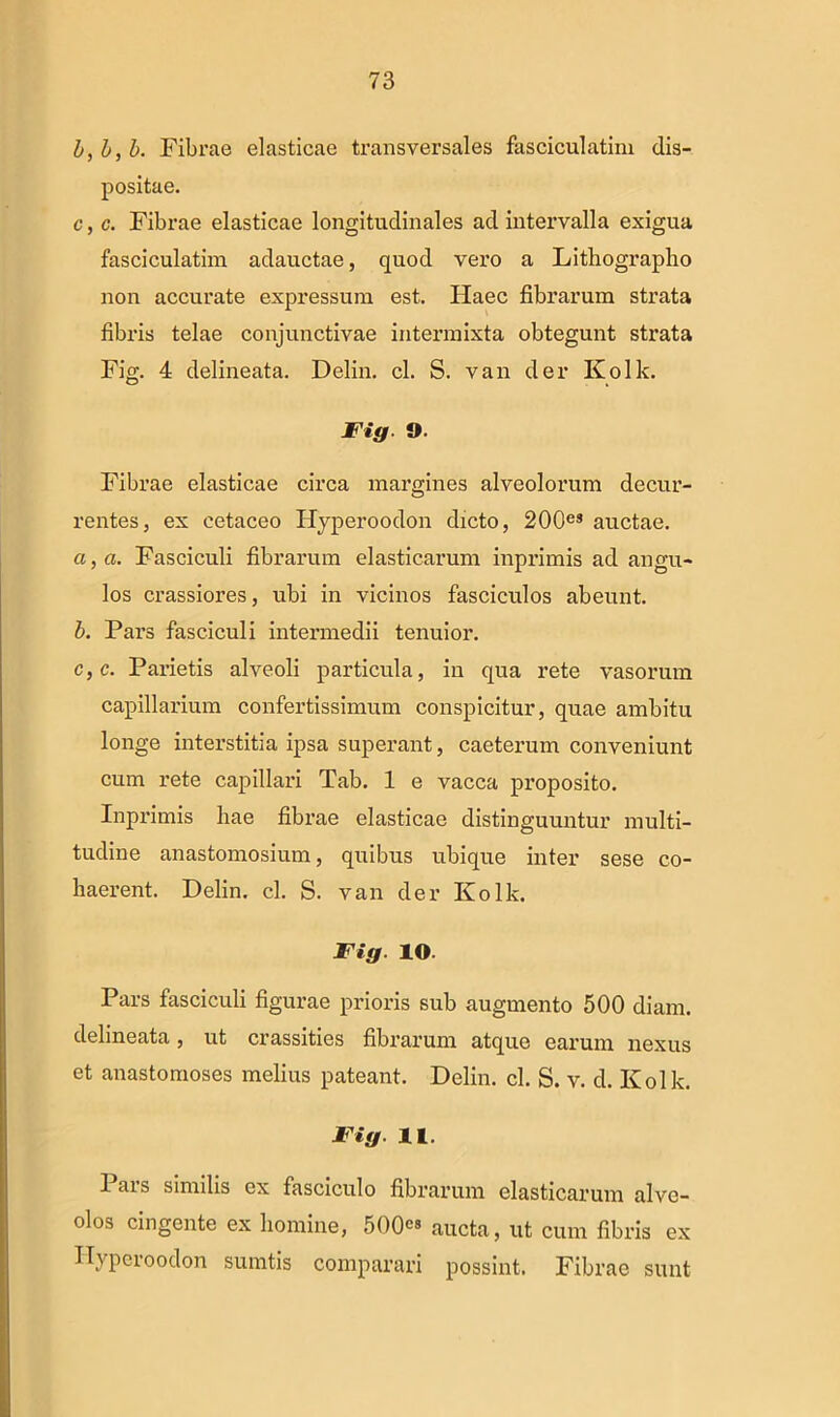 b, b, b. Fibrae elasticae transversales fasciculatim dis- positae. c, c. Fibrae elasticae longitudinales ad intervalla exigua fasciculatim adauctae, quod vero a Lithographo non accurate expressum est. Haec fibrarum strata fibris telae conjunctivae intermixta obtegunt strata Fig. 4 delineata. Delin. cl. S. van der Kolk. Fig. 9. Fibrae elasticae circa margines alveolorum decur- rentes, ex cetaceo Hyperoodon dicto, 200es auctae. a, a. Fasciculi fibrarum elasticarum inprimis ad angu- los crassiores, ubi in vicinos fasciculos abeunt. b, Pars fasciculi intermedii tenuior. c, c. Parietis alveoli particula, in qua rete vasorum capillarium confertissimum conspicitur, quae ambitu longe interstitia ipsa superant, caeterum conveniunt cum rete capillari Tab. 1 e vacca proposito. Inprimis hae fibrae elasticae distinguuntur multi- tudine anastomosium, quibus ubique inter sese co- haerent. Delin. cl. S. van der Kolk. Fig. IO. Pars fasciculi figurae prioris sub augmento 500 diam, delineata, ut crassities fibrarum atque earum nexus et anastomoses melius pateant. Delin. cl. S. v. d. Ivolk. Fig. II. 1 ais similis ex fasciculo fibrarum elasticarum alve- olos cingente ex homine, 500°® aucta, ut cum fibris ex Hyperoodon sumtis comparari possint. Fibrae sunt