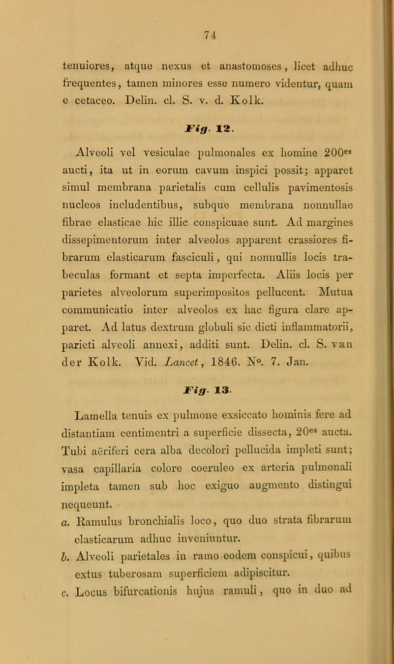 tenuiores, atque nexus et anastomoses, licet adhuc frequentes, tainen minores esse numero videntur, quam c cetaceo. Delin. cl. S. v. d. Kolk. JF ig- 12. Alveoli vel vesiculae pulmonales ex homine 200es aucti, ita ut in eorum cavum inspici possit; apparet simul membrana parietalis cum cellulis pavimentosis nucleos includentibus, subque membrana nonnullae fibrae elasticae hic illic conspicuae sunt. Ad margines dissepimentorum inter alveolos apparent crassiores fi- brarum elasticarum fasciculi, qui nonnullis locis tra- beculas formant et septa imperfecta. Aliis locis per parietes alveolorum superimpositos pellucent. Mutua communicatio inter alveolos ex hac figura clare ap- paret. Ad latus dextrum globuli sic dicti inflammatorii, parieti alveoli annexi, additi sunt. Delin. cl. S. van der Kolk. Yid. Lancet, 1846. N°. 7. Jan. JF ig 13. Lamella tenuis ex pulmone exsiccato hominis fere ad distantiam centimentri a superficie dissecta, 20es aucta. Tubi aeriferi cera alba decolori pellucida impleti sunt; vasa capillaria colore coeruleo ex arteria pulmonali impleta tamen sub hoc exiguo augmento distingui nequeunt. a. Ramulus bronchialis loco, quo duo strata fibrarum elasticarum adhuc inveniuntur. b. Alveoli parietales in ramo eodem conspicui, quibus extus tuberosam superficiem adipiscitur. c. Locus bifurcationis hujus ramuli, quo in duo ad