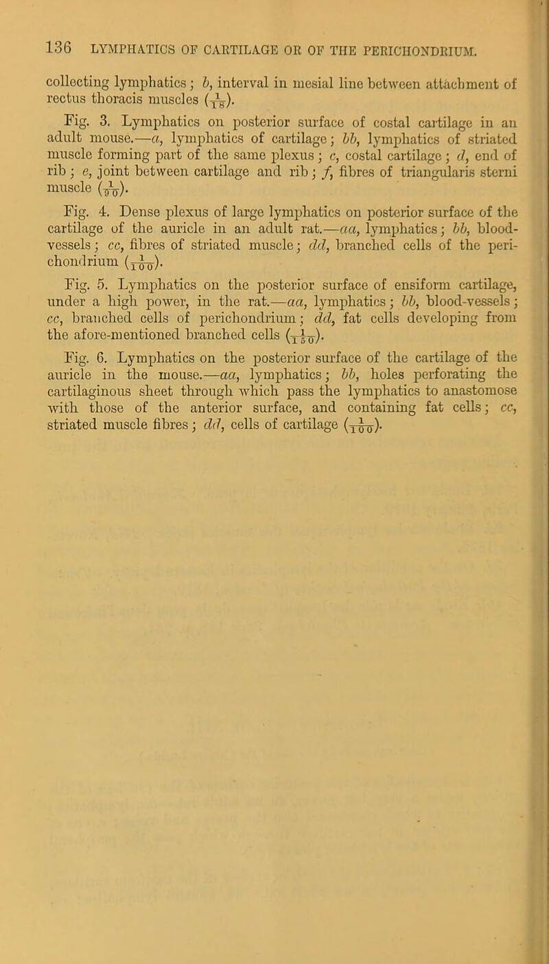 collecting lymphatics; b, interval in mesial line between attachment of rectus thoracis muscles (TXy). Fig. 3. Lymphatics on posterior surface of costal cartilage in an adult mouse.—a, lymphatics of cartilage; bb, lymphatics of striated muscle forming part of the same plexus; c, costal cartilage; d, end of rib ; e, joint between cartilage and rib ; /, fibres of triangularis sterni muscle (t,-). Fig. 4. Dense plexus of large lymphatics on posterior surface of the cartilage of the auricle in an adult rat.—act, lymphatics; bb, blood- vessels ; cc, fibres of striated muscle; dd, branched cells of the peri- chondrium (xTj-jj). Fig. 5. Lymphatics on the posterior surface of ensiform cartilage, under a high power, in tbe rat.—act, lymphatics; bb, blood-vessels; cc, branched cells of perichondrium ; dd, fat cells developing from the afore-mentioned branched cells (-x lg). Fig. 6. Lymphatics on the posterior surface of the cartilage of the auricle in the mouse.—act, lymphatics; bb, boles perforating the cartilaginous sheet through which pass the lymphatics to anastomose with those of the anterior surface, and containing fat cells; cc, striated muscle fibres; dd, cells of cartilage (Tgg).