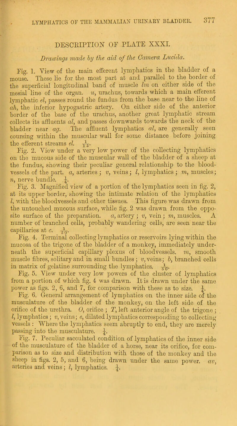 DESCRIPTION OF PLATE XXXI. Drawings made by the aid of the Camera Lucida. Fig. 1. View of tlie main efferent lymphatics in the bladder of a mouse. These lie for the most part at and parallel to the border of the superficial longitudinal band of muscle Im on either side of the mesial line of the organ, u, urachus, towards which a main efferent lymphatic el, passes round the fundus from the base near to the line of ah, the inferior hypogastric artery. On either side of the anterior border of the base of the urachus, another great lymphatic stream collects its affluents al, and passes downwards towards the neck of the bladder near ag. The affluent lymphatics al, are generally seen coursing within the muscular wall for some distance before joining the efferent streams el. ft- Fig. 2. View under a very low power of the collecting lymphatics on the mucous side of the muscular wall of the bladder of a sheep at the fundus, showing their peculiar general relationship to the blood- vessels of the part, a, arteries ; v, veins; l, lymphatics ; m, muscles; n, nerve bundle. Fig. 3. Magnified view of a portion of the lymphatics seen in fig. 2, at its upper border, showing the intimate relation of the lymphatics l, ■with the bloodvessels and other tissues. This figure was drawn from the untouched mucous surface, while fig. 2 was drawn from the oppo- site surface of the preparation. a, artery ; v, vein ; m, muscles. A number of branched cells, probably wandering cells, are seen near the capillaries at c< w- Fig. 4. Terminal collecting lymphatics or reservoirs lying within the mucosa of the trigone of the bladder of a monkey, immediately under- neath the superficial capillary plexus of bloodvessels, m, smooth muscle fibres, solitary and in small bundles ; v, veins; b, branched cells in matrix of gelatine surrounding the lymphatics. -Ay. Fig. 5. View under very low powers of the cluster of lymphatics from a portion of which fig. 4 was drawn. It is drawn under the same power as figs. 2, 6, and 7, for comparison with these as to size. Fig. 6. General arrangement of lymphatics on the inner side of the musculature of the bladder of the monkey, on the left side of the orifice of the urethra. 0, orifice ; T, left anterior angle of the trigone ; l, lymphatics; v, veins; e, dilated lymphatics corresponding to collecting vessels : Where the lymphatics seem abruptly to end, they are merely passing into the musculature. Fig. 7. Peculiar sacculated condition of lymphatics of the inner side of the musculature of the bladder of a horse, near its orifice, for com- parison as to size and distribution with those of the monkey and the sheep in figs. 2, 5, and 6, being drawn under the same power, av, arteries and veins ; l, lymphatics.