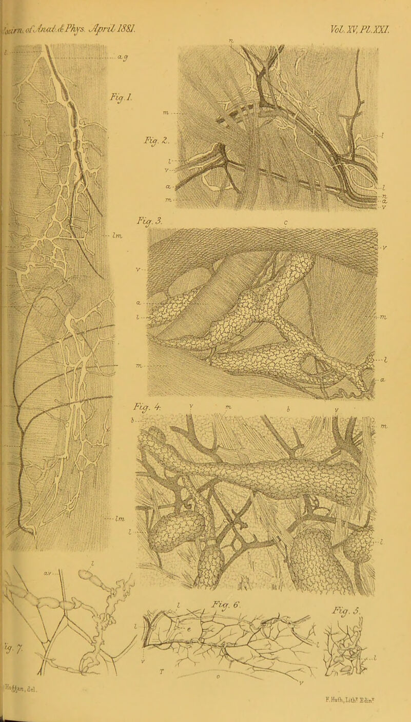 F.HutK.Lifli? EJinT 'oiinu ofJtn(d.i& Phvs Jlpril 18S1. VoL. XV, PL. XXI.