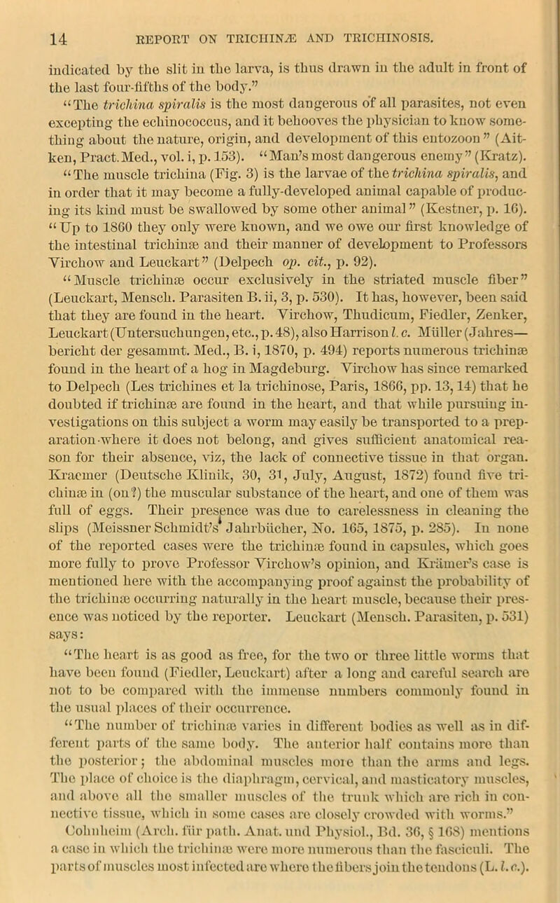 indicated by tbe slit in tlie larva, is thus drawn in the adult in front of the last four-fifths of the body.” “The trichina spiralis is the most dangerous o’f all parasites, not even excepting the echinococcus, and it behooves the physician to know some- thing about the nature, origin, and development of this entozoon” (Ait- ken, Pract. Med., vol. i, p. 153). “ Man’s most dangerous enemy ” (Kratz). “The muscle trichina (Fig. 3) is the larvae of the trichina spiralis, and in order that it may become a fully-developed animal capable of produc- ing its kind must be swallowed by some other animal ” (Kestner, p. 16). “Up to 1860 they only were known, and we owe our first knowledge of the intestinal trichime and their manner of development to Professors Virchow and Leuckart” (Uelpech op. cit., p. 92). “Muscle trichinae occur exclusively in the striated muscle fiber” (Leuckart, Mensch. Parasiten B. ii, 3, p. 530). It has, however, been said that they are found in the heart. Virchow, Thudicum, Fiedler, Zenker, Leuckart (Untersuchungen, etc., p. 48), also Harrison l. c. Muller (Jahres— bericht der gesammt. Med., B. i, 1870, p. 494) reports numerous trichinae found in the heart of a hog in Magdeburg. Virchow has since remarked to Delpech (Les tricliines et la trichinose, Paris, 1S66, pp. 13,14) that he doubted if trichinae are found in the heart, and that while pursuing in- vestigations on this subject a worm may easily be transported to a prep- aration-where it does not belong, and gives sufficient anatomical rea- son for their absence, viz, the lack of connective tissue in that organ. Kracmer (Deutsche Klinik, 30, 31, July, August, 1872) found five tri- chinas in (on?) the muscular substance of the heart, and one of them was full of eggs. Their presence was due to carelessness in cleaning the slips (Meissner Schmidt’s Jahrbiicher, FTo. 165, 1875, p. 285). In none of the reported cases were the trichina found in capsules, which goes more fully to prove Professor Virchow’s opinion, and Kramer’s case is mentioned here with the accompanying proof against the probability of the trichinae occurring naturally in the heart muscle, because their pres- ence was noticed by the reporter. Leuckart (Mensch. Parasiten, p. 531) says: “The heart is as good as free, for the two or three little worms that have been found (Fiedler, Leuckart) after a long and careful search are not to bo compared with the immense numbers commonly found in the usual places of their occurrence. “The number of trichinae varies in different bodies as well as in dif- ferent parts of the same body. The anterior half contains more than the posterior; the abdominal muscles more than the arms and legs. The place of choice is the diaphragm, cervical, and masticatory muscles, and above all the smaller muscles of the trunk which are rich in con- nective tissue, which in some cases are closely crowded with worms.” Oohnheim (Arch, fur path. Anat. und Physiol., Bd. 36, § 168) mentions a case in which the trichina were more numerous than the fasciculi. The parts of muscles most infected are where theflbers join the tendons (L. l.c.).