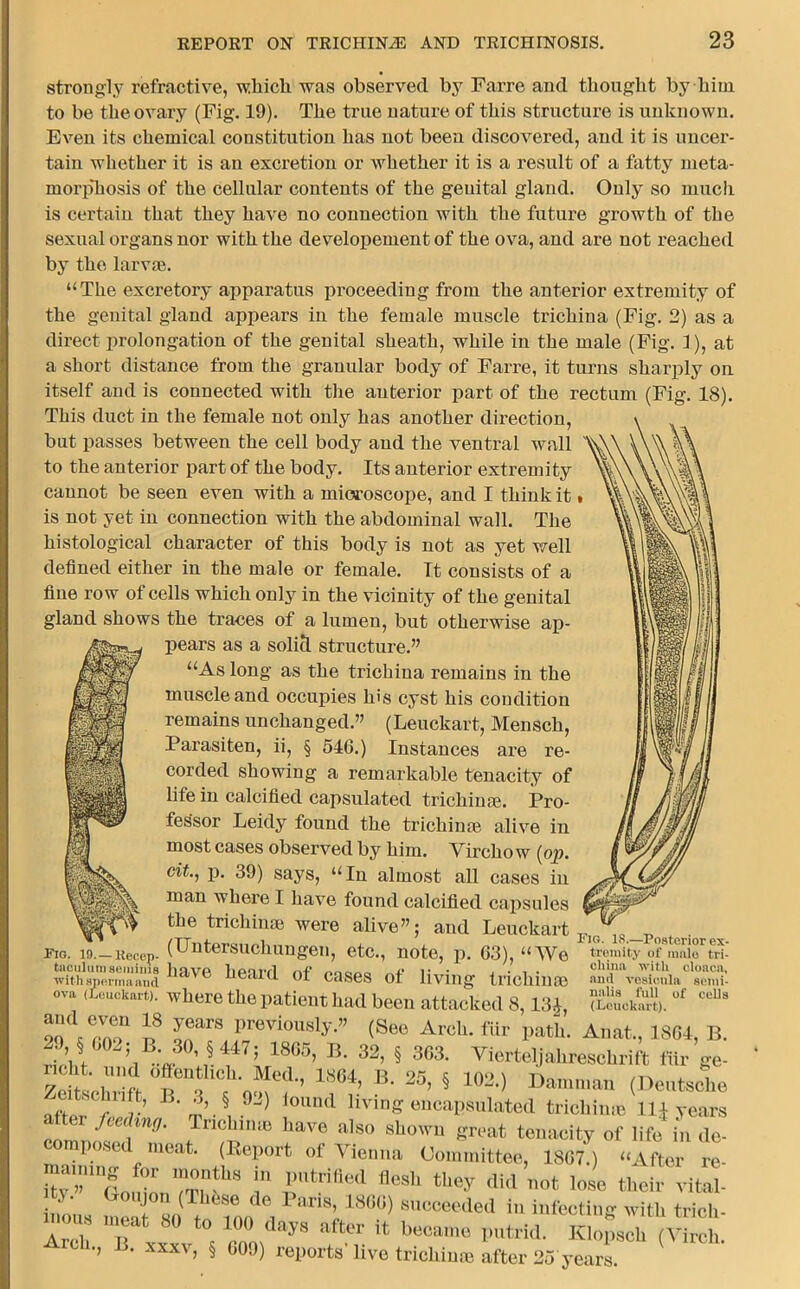 strongly refractive, which was observed by Farre and thought by him to be the ovary (Fig. 19). The true nature of this structure is unknown. Even its chemical constitution has not been discovered, and it is uncer- tain whether it is an excretion or whether it is a result of a fatty meta- morphosis of the cellular contents of the genital gland. Only so much is certain that they have no connection with the future growth of the sexual organs nor with the developement of the ova, and are not reached by the larvae. “The excretory apparatus proceeding from the anterior extremity of the genital gland appears in the female muscle trichina (Fig. 2) as a direct prolongation of the genital sheath, while in the male (Fig. 1), at a short distance from the granular body of Farre, it turns sharply on itself and is connected with the anterior part of the rectum (Fig. 18). This duct in the female not only has another direction, but passes between the cell body and the ventral wall to the anterior part of the body. Its anterior extremity cannot be seen even with a microscope, and I think it • is not yet in connection with the abdominal wall. The histological character of this body is not as yet well defined either in the male or female. It consists of a fine row of cells which only in the vicinity of the genital gland shows the traces of a lumen, but otherwise ap- pears as a solid structure.” “As long as the trichina remains in the muscle and occupies his cyst his condition remains unchanged.” (Leuckart, Mensch, Parasiten, ii, § 516.) Instances are re- corded showing a remarkable tenacity of life in calcified capsulated trichinae. Pro- fessor Leidy found the trichinae alive in most cases observed by him. Virchow (op. cit., p. 39) says, “In almost all cases in man where I have found calcified capsules the trichinae were alive”; and Leuckart Fig. 19. — Kecep- (Untersuchungen, etc., note, p. 63), “We have heard of cases of living trichinae ova (1 Fig. 18.—Posterior ex- tremity of male tri- china with cloaca, and vesicula semi- nalis full of cells (Leuckart). euckart). where the patient had been attacked 8,13 J, ooVrnT ITTS Pr6Vi0Usly” (See ArcU- flir Path. Anat., 1861, B. r-W \\ ?°\§ 75 18°5’ B- 32’ § 363' Vierteljahreschrift fur ge- 7e t-ln'ln °Tf1'r’off’ 18M’ B- 25’ 5 102-> Damn.au (Deutsche Zrateo Uft, B. 3, § 92) iouml living encapsulated trichime m years alter fcey. Trichina, have also shown great tenacity of life U T composed meat. (Report of Vienna Committee, 1807.) “After re ma.,g for months in pntrifled flesh they did not lose their vital- inou, » « , PariS) 1860> succee*ded in infecting with trich- ous meat 80 to 100 days after it became putrid. Klopsch (Virch. Arch., B. xxxv, § 009) reports' live trichime after 25 years.
