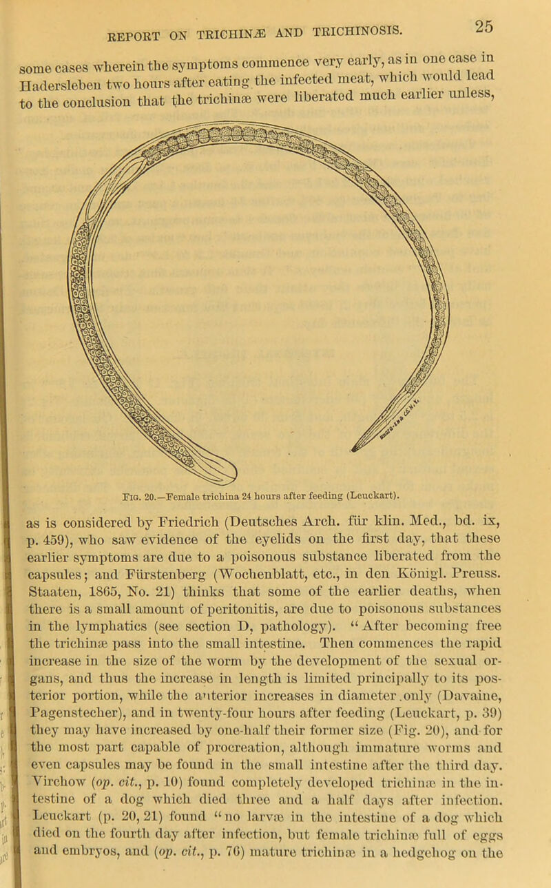 some cases wherein the symptoms commence very early, as m one case in Hadersleben two hours after eating the infected meat, which would leaf to the conclusion that the trichin® were liberated much earlier unless, Fig. 20.—Female tricliina 24 hours after feeding (Leuckart). as is considered by Friedrich (Deutsches Arch, fur klin. Med., bd. ix, p. 459), who saw evidence of the eyelids on the first day, that these earlier symptoms are due to a poisonous substance liberated from the capsules; and Furstenberg (Wochenblatt, etc., in den Konigl. Preuss. Staaten, 18G5, No. 21) thinks that some of the earlier deaths, when there is a small amount of peritonitis, are due to poisonous substances in the lymphatics (see section D, pathology). “After becoming free the trichin® pass into the small intestine. Then commences the rapid increase in the size of the worm by the development of the sexual or- gans, and thus the increase in length is limited principally to its pos- terior portion, while the anterior increases in diameter .only (Davaine, Pagenstecher), and in twenty-four hours after feeding (Leuckart, p. 39) they may have increased by one-lialf their former size (Fig. 20), and for the most part callable of procreation, although immature worms and even capsules may be found in the small intestine after the third day. Virchow (op. cit., p. 10) found completely developed trichin® in the in- testine of a dog which died three and a half days after infection. Leuckart (p. 20, 21) found “ no larv® in the intestine of a dog which died on the fourth day after infection, but female trichin® full of eggs and embryos, and (op. cit., p. 7G) mature trichin® in a hedgehog on the