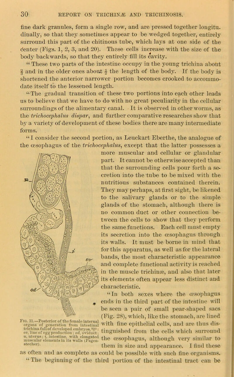 fine dark granules, form a single row, and are pressed together longitu- dinally, so that they sometimes appear to be wedged together, entirely surround this part of the chitinous tube, which lays at one side of the den ter (Figs. 1, 2, 3, and 20). These cells increase with the size of the body backwards, so that they entirely fill its cavity. “ These two parts of the intestine occupy in the young trichina about § and in the older ones about £ the length of the body. If the body is shortened the anterior narrower portion becomes crooked to accommo- date itself to the lessened length. “The gradual transition of these two portions into each other leads us to believe that we have to do with no great peculiarity in the cellular surroundings of the alimentary canal. It is observed in other worms, as the triclioceplialiis dispar, and further comparative researches show that by a variety of development of these bodies there are many intermediate forms. “ I consider the second portion, as Leuckart Ebertke, the analogue of the oesophagus of the trichoceplialus, except that the latter possesses a more muscular and cellular or glandular part. It cannot be otherwise accepted than that the surrounding cells pour forth a se- cretion into the tube to be mixed with the nutritious substances contained therein. They may perhaps, at first sight, be likened to the salivary glands or to the simple glands of the stomach, although there is no common duct or other connection be- tween the cells to show that they perform the same functions. Each cell must empty its secretion into the oesophagus through its walls. It must be borne in mind that for this apparatus, as well as for the lateral bands, the most characteristic appearance and complete functional activity is reached in the muscle trichinae, and also that later its elements often appear less distinct and ’ ^ ^ characteristic. “In both sexes where the oesophagus ends in the third part of the intestine will be seen a pair of small pear-shaped sacs (Fig. 28), which, like the stomach, are lined 1 oiVi~^>r”'i*«■ rntum*''iv<>i*i*'TiiV<-VtTn!11 with fine epithelial cells, and are thus dis- : tinguished from the cells which surround muc^i^eiemmts^n’it^watts^Pagni-the oesophagus, although very similar to 8teulu3r)‘ them in size and appearance. I And these as often and as complete as could be possible with such line organisms. “The beginning of the third portion of the intestinal tract can be