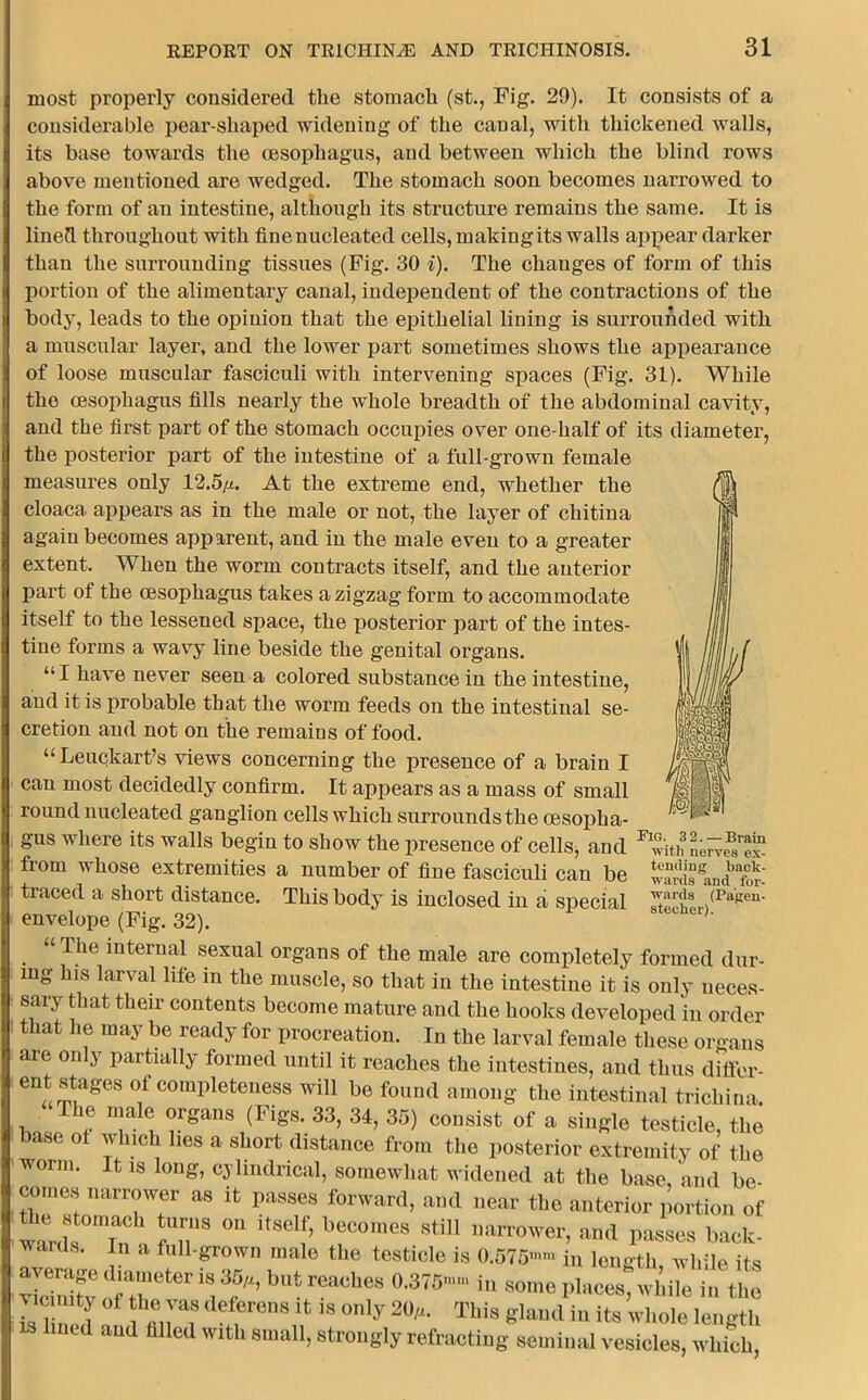 most properly considered tlie stomach (st., Fig. 29). It consists of a considerable pear-shaped widening of the canal, with thickened walls, its base towards the oesophagus, and between which the blind rows above mentioned are wedged. The stomach soon becomes narrowed to the form of an intestine, although its structure remains the same. It is lined throughout with fine nucleated cells, making its walls appear darker than the surrounding tissues (Fig. 30 i). The changes of form of this portion of the alimentary canal, independent of the contractions of the body, leads to the opinion that the epithelial lining is surrounded with a muscular layer, and the lower part sometimes shows the appearance of loose muscular fasciculi with intervening spaces (Fig. 31). While the oesophagus fills nearly the whole breadth of the abdominal cavity, and the first part of the stomach occupies over one-half of its diameter, the posterior part of the intestine of a full-grown female measures only 12.5^. At the extreme end, whether the cloaca appears as in the male or not, the layer of chitina again becomes apparent, and in the male even to a greater extent. When the worm contracts itself, and the anterior part of the oesophagus takes a zigzag form to accommodate itself to the lessened space, the posterior part of the intes- tine forms a wavy line beside the genital organs. “I have never seen a colored substance in the intestine, and it is probable that the worm feeds on the intestinal se- cretion and not on the remaius of food. “ Leuckart’s views concerning the presence of a brain I can most decidedly confirm. It appears as a mass of small round nucleated ganglion cells which surrounds the oesopha- gus where its walls begin to show the presence of cells, and from whose extremities a number of fine fasciculi can be WB,U8 uuu Ior. traced a short distance. This body is inclosed in a special ,(PaPen' envelope (Fig. 32). K “ The internal sexual organs of the male are completely formed dur- ing his larval life in the muscle, so that in the intestine it is only neces- sary that their contents become mature and the hooks developed in order that he may be ready for procreation. In the larval female these organs are only partially formed until it reaches the intestines, and thus differ- ent stages of completeness will be found among the intestinal trichina. ho +6 UJal<i ®rgans (Figs- 33> 34> 35) consist of a single testicle, the base ot winch lies a short distance from the posterior extremity of the worm. It is long, cylindrical, somewhat widened at the base, and be- comes narrower as it passes forward, and near the anterior portion of wiTrds n? )n8 l,sef’ beoomes stil1 na™>wer, and passes back- wards. In a full-grown malo tli.i testicle is 0.575™ in length while its s; ”;rter is, **b,,t “ •** —» R H Id n.r? MrCS “ 18 °ly 20,‘- Tbi8 K|MU| ™ it8 whole length IS lined and hlled with small, strongly refracting seminal vesicles, which, Pic. 3 2. — Brain with nerves ex- tending back- wards and for-