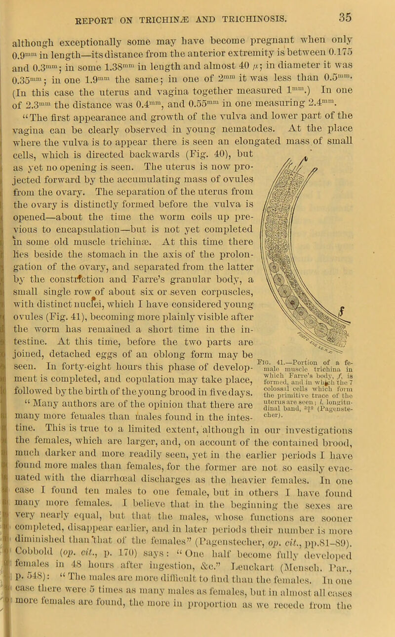 although exceptionally some may have become pregnant when only 0.9mm in length—its distance from the anterior extremity is between 0.175 and 0.3,n,u; in some 1.3Smni in length and almost 40 //; in diameter it was 0,35mm; in one 1.9mm the same; in one of 2mm it was less than 0.5mm< (In this case the uterus and vagina together measured lmm.) In one of 2.3mm the distance was 0.4mra, and 0.55ram in one measuring 2.4mm. “The first appearance and growth of the vulva and lower part of the vagina can be clearly observed in young nematodes. At the place where the vulva is to appear there is seen an elongated mass of small cells, which is directed backwards (Fig. 40), but as yet no opening is seen. The uterus is now pro- jected forward by the accumulating mass of ovules from the ovary. The separation of the uterus from the ovary is distinctly formed before the vulva is opened—about the time the worm coils up pre- vious to encapsulation—but is not yet completed in some old muscle trichinae. At this time there lies beside the stomach in the axis of the prolon- gation of the ovary, and separated from the latter by the constriction and Fame’s granular body, a small single row of about six or seven corpuscles, with distinct nucfei, which I have considered young- ovules (Fig. 41), becoming more plainly visible after the worm has remained a short time in the in- testine. At this time, before the two parts are joined, detached eggs of an oblong form may be seen. In forty-eight hours this phase of develop- ment is completed, and copulation may take place, followed by the birth of the young brood in five days. “ Many authors are of the opinion that there are many more females than males found in the intes- tine. This is true to a limited extent, although in our investigations the females, which are larger, and, on account of the contained brood, much darker and more readily seen, yet in the earlier periods I have found more males than females, for the former are not so easily evac- uated with the diarrhoeal discharges as the heavier females. In one case I found ten males to one female, but in others I have found many more females. 1 believe that in the beginning the sexes are very nearly equal, but that the males, whose functions are sooner completed, disappear earlier, and in later periods their number is more diminished than’that of the females” (Pagcnstecher, op. cit., pp.81-89). rm.iw.i.i (02?. cit., p. 170) says: “One half become fully developed Fig. 41.—Portion of a fe- male muscle trichina in which Farre’s hotly, /, is formed, and in wb^h the 7 colossal cells which form the primitive trace of the uterus are seen ; l. longitu- dinal hand, (Pagcnste- cher). Leuckart (Mensch. Far., Cobbold females in 48 hours after ingestion, &c.” p. 548): “ The males are more difficult to find than the females. In one case there were 5 times as many males as females, but in almost all cases more females are found, the more in proportion as we recede from the