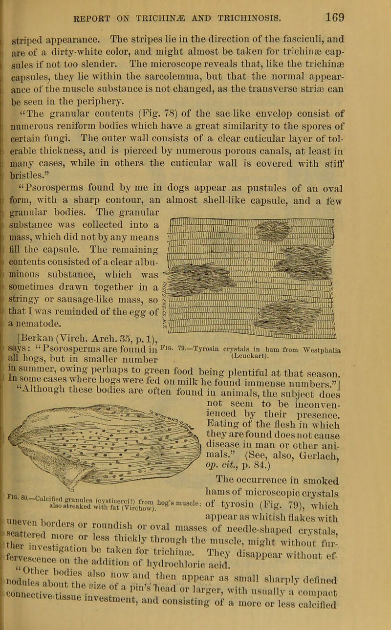 striped appearance. The stripes lie in the direction of the fasciculi, and are of a dirty-white color, and might almost be taken for trichinae cap- sules if not too slender. The microscope reveals that, like the trichinae capsules, they lie within the sarcolemma, but that the normal appear- ance of the muscle substance is not changed, as the transverse striae can be seen in the periphery. “The granular contents (Fig. 78) of the sac like envelop consist of numerous reniforin bodies which have a great similarity to the spores of certain fungi. The outer wall consists of a clear cuticular layer of tol- erable thickness, and is pierced by numerous porous canals, at least in many cases, while in others the cuticular wall is covered with stiff bristles.” “Psorosperms found by me in dogs appear as pustules of an oval form, with a sharp contour, an almost shell-like capsule, and a few granular bodies. The granular substance was collected into a mass, which did not by any means fill the capsule. The remaining contents consisted of a clear albu- minous substance, which was sometimes drawn together in a stringy or sausage-like mass, so that I was reminded of the egg of p' a nematode. [Berkan (Virch. Arch. 35, p. 1), says: “Psorosperms are found in FlG- 79-—Tyroain crystals in ham from Westphalia all hogs, but in smaller number (Leuckart). in summer, owing perhaps to green food being plentiful at that season. In some cases where hogs were fed on milk he found immense numbers »1 Although these bodies are often found in animals, the subject does not seem to be seem to oe inconven- ienced by their presence. Eating of the flesh in which they are found does not cause disease in man or other ani- mals.” (See, also, Gerlach, op. cit., p. 84.) The occurrence in smoked fig ro r-.i •« , hamsof microscopic crystals ^alsostreaked*wiftt^at^VUchow).^°^'8musole’ tyrosiu (Fig. 79), which unpvr>n w. 1 n. appear as whitish flakes with scattP i dCrS °r roundlsh or oval masses of needle-shaped crystals tlior ^ !'-0re. 0r le‘SS tl,ick]y through the muscle, might without fur- W'lntfnr b i IT11 ^ ***““■ Th^ Appear wiZut1 ‘  the addition of hydrochloric acid. nodules aboufZ»8° 'T the a»pear as 8ma11 ^arply defined JSve-ttaue;with usually a compact cs lmnt, and consisting ot a more or less calcified