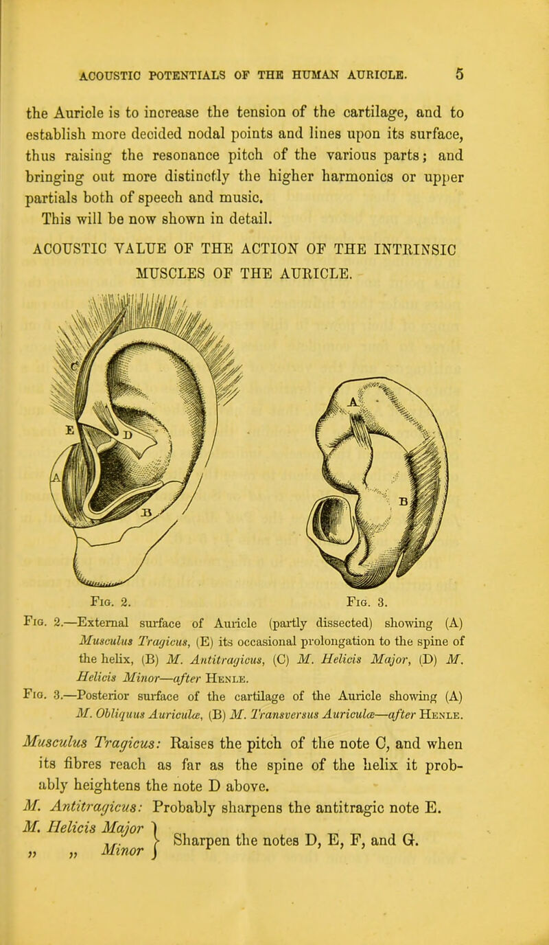 the Auricle is to increase the tension of the cartilage, and to establish more decided nodal points and lines upon its surface, thus raising the resonance pitch of the various parts; and bringing out more distinctly the higher harmonics or upper partials both of speech and music. This will be now shown in detail. ACOUSTIC VALUE OF THE ACTION OF THE INTRINSIC MUSCLES OF THE AURICLE. Fig. 2.—External surface of Auricle (partly dissected) showing (A) Musculus Tragicus, (E) its occasional prolongation to the spine of the helix, (B) M. Antitragicus, (C) M. Helicis Major, (D) M. Helicis Minor—after Henle. Fig. 3.—Posterior sui-face of the cartilage of the Auiicle showing (A) M. Obliquus Auricula(B) M. Transversus Auricula—after Henle. Musculus Tragicus: Raises the pitch of the note C, and when its fibres reach as far as the spine of the helix it prob- ably heightens the note D above. M. Antitragicus: Probably sharpens the antitragic note E. M. Iielicis Major I Minor 1 ^ iarPen ™ie notes D, E, F, and G.