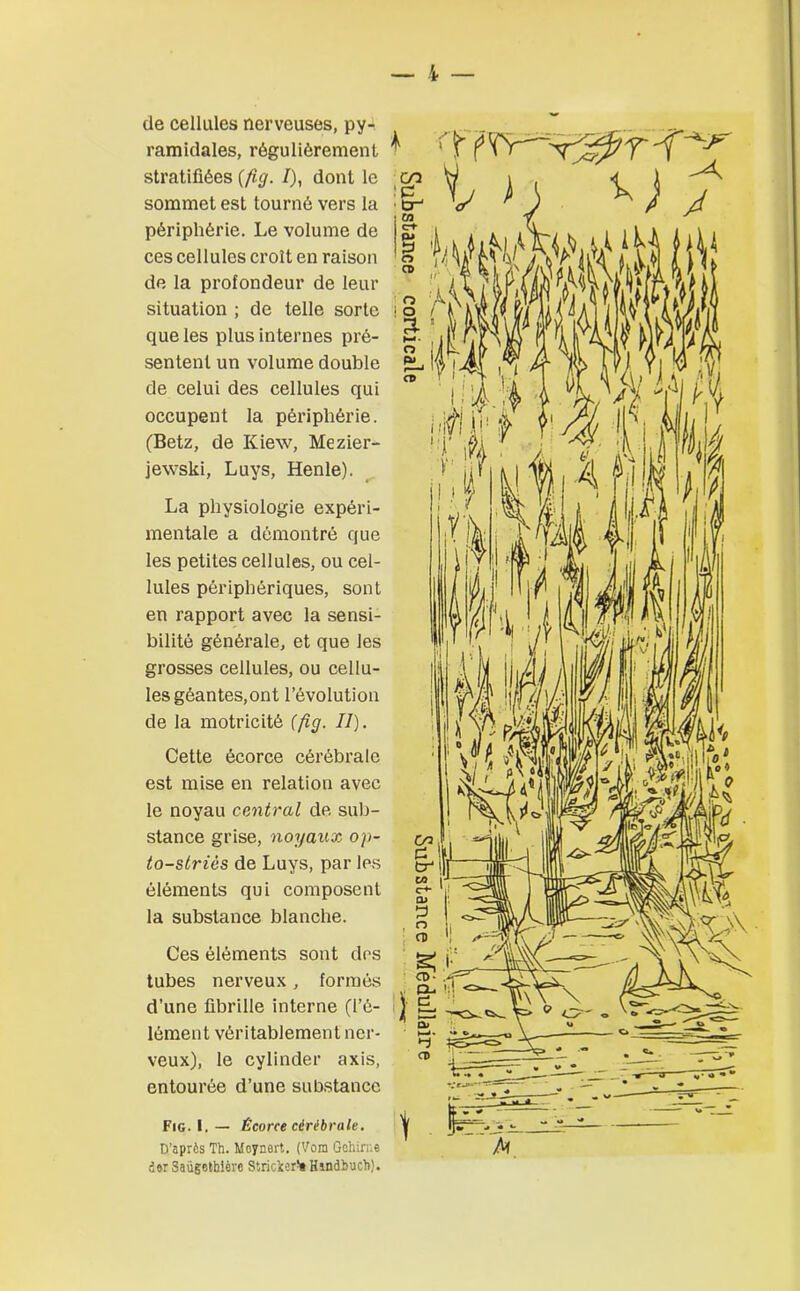 de cellules nerveuses, py- ramidales, régulièrement stratifiées (fig. /), dont le sommet est tourné vers la périphérie. Le volume de ces cellules croît en raison de la profondeur de leur situation ; de telle sorte que les plus internes pré- sentent un volume double de celui des cellules qui occupent la périphérie. (Betz, de Kiew, Mezier- jewski, Luys, Henle). La physiologie expéri- mentale a démontré que les petites cellules, ou cel- lules périphériques, sont en rapport avec la sensi- bilité générale, et que les grosses cellules, ou cellu- les géantes,ont l’évolution de la motricité (fig. II). Cette écorce cérébrale est mise en relation avec le noyau central de sub- stance grise, noyaux op~ to-striès de Luys, par les éléments qui composent la substance blanche. Ces éléments sont des tubes nerveux, formés d’une fibrille interne (l’é- lément véritablement ner- veux), le cylinder axis, entourée d’une substance Fig. I. — Écorce cérébrale. D’après Th. Mcynert. (Vom Gehirne dor Saügetbière Sîricker% Hindbuch).