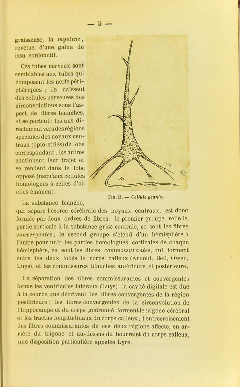 graisseuse, la myéline , revêtue d’une gaîne de issu conjonctif. Ces tubes nerveux sont semblables aux tubes qui composent les nerfs péri- phériques ; ils naissent des cellules nerveuses des circonvolutions sous l’as- pect de fibres blanches, et se portent : les uns di- rectement vers des régions spéciales des noyaux cen- traux (oplo-striés) du lobe correspondant ; les autres continuent leur trajet et se rendent dans le lobe opposé jusqu’aux cellules homologues à celles d’oii elles émanent. La substance blanche, qui sépare l’écorce cérébrale des noyaux centraux, est donc formée par deux ordres de fibres: le premier groupe relie la partie corticale à la substance grise centrale, ce sont les fibres convergentes ; le second groupe s’étend d’un hémisphère à l’autre pour unir les parties homologues corticales de chaque hémisphère, ce sont les fibres commissurantes, qui forment entre les deux lobes le corps calleux (Arnold, Beil, Owen, Luys), et les commissures blanches antérieure et postérieure. La séparation des fibres commissurantes et convergentes forme les ventricules latéraux (Luys): la cavité digitale est due à la courbe que décrivent les fibres convergentes de la région postérieure; les fibres convergentes de la circonvolution de l’hippocampe et du corps godronné forment le trigone cérébral et les tractus longitudinaux du corps calleux ; l’entrecroisement des fibres commissurantes de ces deux régions affecte, en ar- rière du trigone et au-dessus du bourrelet du corps calleux, une disposition particulière appelée Lyre. Fig. II. — Cellule géante.