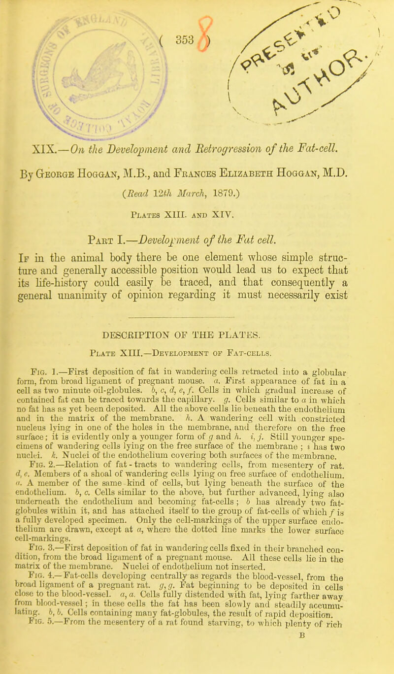 ( 1 XIX.—On the Development and Retrogression of the Fat-cell. By George Hoggan, M.B., and Frances Elizabeth Hoggan, M.D. (Read 12th March, 1879.) Plates XIII. and XIV. Part I.—Development of the Fat cell. If in the animal body there be one element whose simple struc- ture and generally accessible position would lead us to expect that its life-history could easily be traced, and that consequently a general unanimity of opinion regarding it must necessarily exist DESCRIPTION OF THE PLATES. Plate XIII.—Development of Fat-cells. Fig. 1.—First deposition of fat in wandering cells retracted into a globular form, from broad ligament of pregnant mouse, a. First appearance of fat in a cell as two minute oil-globules. 6, c, d, e, f. Cells in which gradual increase of contained fat can be traced towards the capillary, g. Cells similar to a in which no fat lias as yet been deposited. All the above cells lie beueath the endothelium and in the matrix of the membrane, h. A wandering cell with constricted nucleus lying in one of the holes in the membrane, and therefore on the free surface; it is evidently only a younger form of g and h. i, j. Still younger spe- cimens of wandering cells lying on the free surface of the membrane ; i has two nuclei, k. Nuclei of the endothelium covering both surfaces of the membrane. Fig. 2.—Relation of fat - tracts to wandering cells, from mesentery of rat. d, e. Members of a shoal of wandering cells lying on free surface of endothelium. a. A member of the same kind of cells, but lying beneath the surface of the endothelium, b, c. Cells similar to the above, but further advanced, lying also underneath the endothelium and becoming fat-cells ; b has already two fat- globules within it, and has attached itself to the group of fat-cells of which / is a fully developed specimen. Only the cell-markings of the upper surface endo- thelium are drawn, except at a, where the dotted line marks the lower surface cell-markings. Fig. 3.—First deposition of fat in wandering cells fixed in their branched con- dition, from the broad ligament of a pregnant mouse. All these cells lie in the matrix of the membrane. Nuclei of endothelium not inserted. Fig. 4 —Fat-cells developing centrally as regards the blood-vessel, from the broad ligament of a pregnant rat. g, g. Fat beginning to be deposited in cells close to the blood-vessel, a, a. Cells fully distended with fat, lying farther away from blood-vessel; in these cells the fat has been slowly and steadily accumu- lating. 6, b. Cells containing many fat-globules, the result of rapid deposition. Fig. 5.—From the mesentery of a rat found starving, to which plenty of rich B