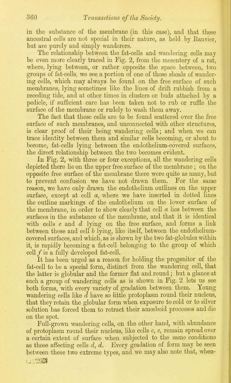 in the substance of the membrane (in this case), and that these ancestral cells are not special in their nature, as held by Kanvier, hut are purely and simply wanderers. The relationship between the fat-cells and wandering cells may be even more clearly traced in Fig. 2, from the mesentery of a rat, where, lying between, or rather opposite the space between, two groups of fat-cells, we see a portion of one of those shoals of wander- ing cells, which may always be found on the free surface of such membranes, lying sometimes like the lines of drift rubbish from a receding tide, and at other times in clusters or buds attached by a pedicle, if sufficient care has been taken not to rub or ruffle the surface of the membrane or rudely to wash them away. The fact that these cells are to be found scattered over the free surface of such membranes, and unconnected with other structures, is clear proof of their being wandering cells; and when we can trace identity between them and similar cells becoming, or about to become, fat-cells lying between the endothelium-covered surfaces, the direct relationship between the two becomes evident. In Fig. 2, with three or four exceptions, all the wandering cells depicted there lie on the upper free surface of the membrane; on the opposite free surface of the membrane there were quite as many, but to prevent confusion we have not drawn them. For the same reason, we have only drawn the endothelium outlines on the upper surface, except at cell a, where we have inserted in dotted lines the outline markings of the endothelium on the lower surface of the membrane, in order to show clearly that cell a lies between the surfaces in the substance of the membrane, and that it is identical with cells o and d lying on the free surface, and forms a link between these and cell b lying, like itself, between the endothelium- covered surfaces, and which, as is shown by the two fat-globules within it, is rapidly becoming a fat-cell belonging to the group of which cell / is a fully developed fat-cell. It has been urged as a reason for holding the progenitor of the fat-cell to be a special form, distinct from the wandering cell, that the latter is globular and the former flat and round; but a glance at such a group of wandering cells as is shown in Fig. 2 lets us see both forms, with every variety of gradation between them. Young wandering cells like d have so little protoplasm round their nucleus, that they retain the globular form when exposure to cold or to silver solution has forced them to retract their amoeboid processes and die on the spot. Full-grown wandering cells, on the other hand, with abundance of protoplasm round their nucleus, like cells c, c, remain spread over a certain extent of surface when subjected to the same conditions as those affecting cells d, d. Every gradation of form may be seen between these two extreme types, and we may also note that, when-