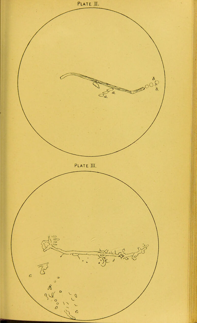 Plate H. Plate IH. ^ *