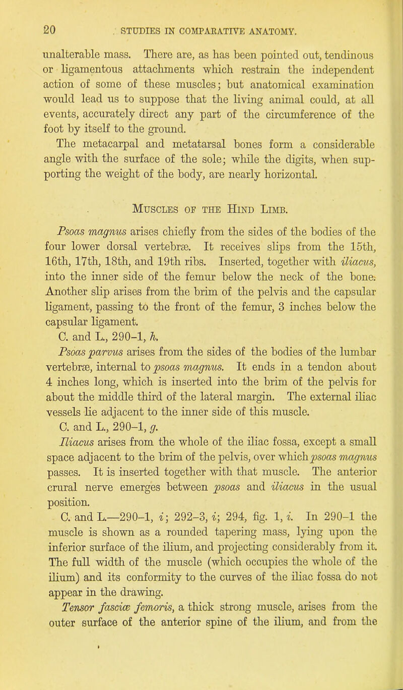 unalterable mass. There are, as has been pointed out, tendinous or ligamentous attachments which restrain the independent action of some of these muscles; but anatomical examination would lead us to suppose that the living animal could, at all events, accurately direct any part of the circumference of the foot by itself to the ground. The metacarpal and metatarsal bones form a considerable angle with the surface of the sole; while the digits, when sup- porting the weight of the body, are nearly horizontal. Muscles of the Hind Limb. Psoas magnus arises chiefly from the sides of the bodies of the four lower dorsal vertebrae. It receives slips from the 15th, 16th, 17th, 18th, and 19th ribs. Inserted, together with iliacus, into the inner side of the femur below the neck of the bone: Another slip arises from the brim of the pelvis and the capsular ligament, passing to the front of the femur, 3 inches below the capsular ligament. C. and L., 290-1, h. Psoas parvus arises from the sides of the bodies of the lumbar vertebras, internal to psoas magnus. It ends in a tendon about 4 inches long, which is inserted into the brim of the pelvis for about the middle third of the lateral margin. The external iliac vessels lie adjacent to the inner side of this muscle. C. and L., 290-1, g. Iliacus arises from the whole of the iliac fossa, except a small space adjacent to the brim of the pelvis, over which psoas magnus passes. It is inserted together with that muscle. The anterior crural nerve emerges between psoas and iliacics in the usual position. C. and L.—290-1, i; 292-3, i; 294, fig. 1, i. In 290-1 the muscle is shown as a rounded tapering mass, lying upon the inferior surface of the ilium, and projecting considerably from it. The full width of the muscle (which occupies the whole of the ilium) and its conformity to the curves of the iliac fossa do not appear in the drawing. Tensor fascice femoris, a thick strong muscle, arises from the outer surface of the anterior spine of the ilium, and from the