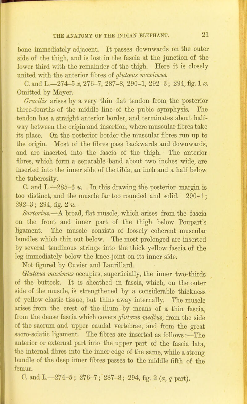 bone immediately adjacent. It passes downwards on the outer side of the thigh, and is lost in the fascia at the junction of the lower third with the remainder of the thigh. Here it is closely united with the anterior fibres of glutccus maximus. C. and L.—274-5 x, 276-7, 287-8, 290-1, 292-3; 294, fig. 1 x. Omitted by Mayer. Gracilis arises by a very thin flat tendon from the posterior three-fourths of the middle line of the pubic symphysis. The tendon has a straight anterior border, and terminates about half- way between the origin and insertion, where muscular fibres take its place. On the posterior border the muscular fibres run up to the origin. Most of the fibres pass backwards and downwards, and are inserted into the fascia of the thigh. The anterior fibres, which form a separable band about two inches wide, are inserted into the inner side of the tibia, an inch and a half below the tuberosity. C. and L.—285-6 u. In this drawing the posterior margin is too distinct, and the muscle far too rounded and solid. 290-1; 292-3; 294, fig. 2 u. Sartorim.—A broad, flat muscle, which arises from the fascia on the front and inner part of the thigh below Poupart’s ligament. The muscle consists of loosely coherent muscular bundles which thin out below. The most prolonged are inserted by several tendinous strings into the thick yellow fascia of the leg immediately below the knee-joint on its inner side. Hot figured by Cuvier and Laurillard. Glutccus maximum occupies, superficially, the inner two-thirds of the buttock. It is sheathed in fascia, which, on the outer side of the muscle, is strengthened by a considerable thickness of yellow elastic tissue, but thins away internally. The muscle arises from the crest of the ilium by means of a thin fascia, from the dense fascia which covers glutccus medius, from the side of the sacrum and upper caudal vertebrae, and from the great sacro-sciatic ligament. The fibres are inserted as follows:—The anterior or external part into the upper part of the fascia lata, the internal fibres into the inner edge of the same, while a strong bundle of the deep inner fibres passes to the middle fifth of the femur. C. and L.—274-5 ; 276-7; 287-8; 294, fig. 2 (a, q part),