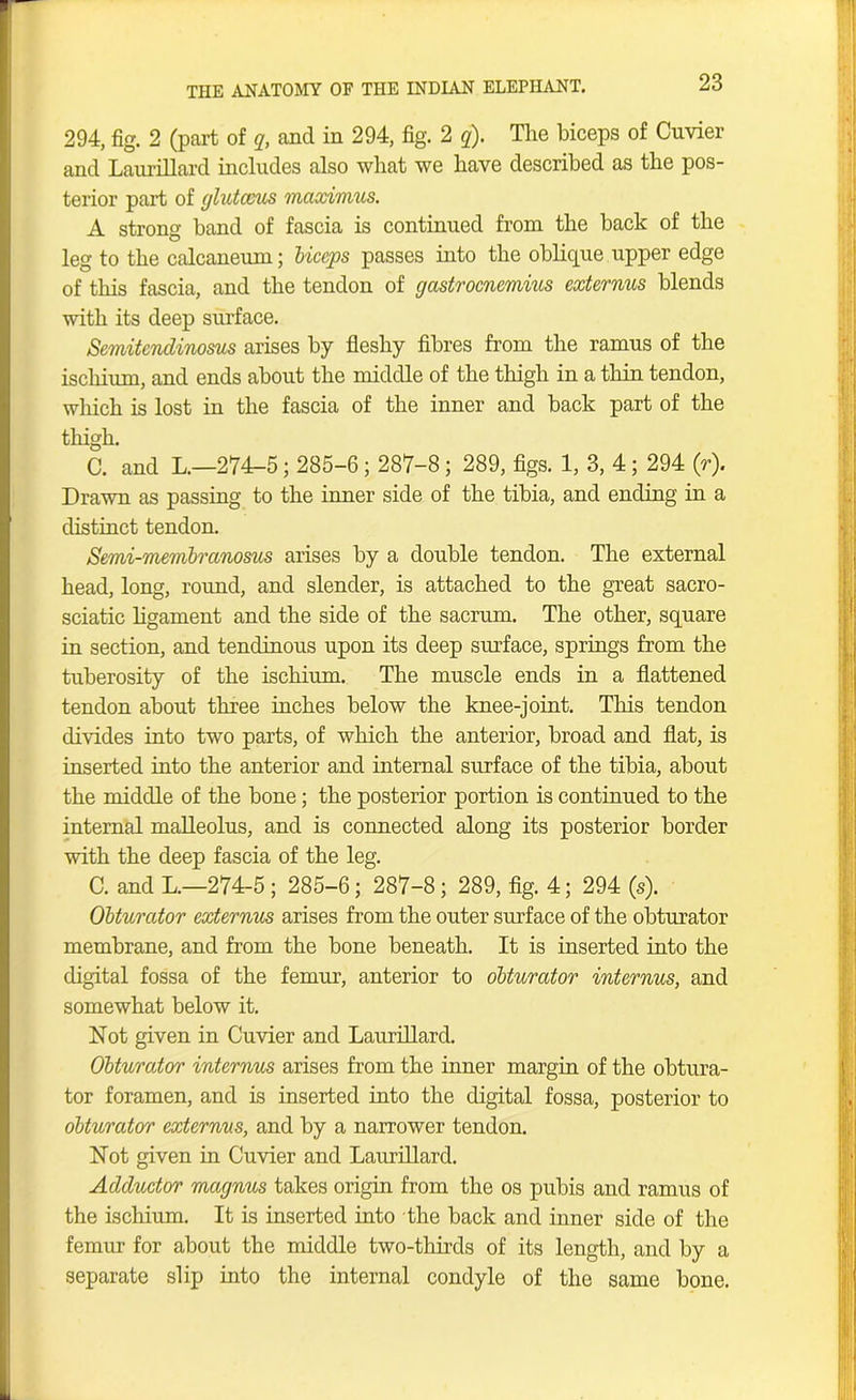 294, fig. 2 (part of q, and in 294, fig. 2 q). The biceps of Cuvier and Laurillard includes also what we have described as the pos- terior part of glutccus maximus. A strong band of fascia is continued from the back of the leg to the calcaneum; biceps passes into the oblique upper edge of this fascia, and the tendon of gastrocnemius externus blends with its deep surface. Semitcndinosus arises by fleshy fibres from the ramus of the iscliium, and ends about the middle of the thigh in a thin tendon, wliich is lost in the fascia of the inner and hack part of the thigh. C. and L.—274-5; 285-6; 287-8; 289, figs. 1, 3, 4; 294 (r). Drawn as passing to the inner side of the tibia, and ending in a distinct tendon. Semi-membranosus arises by a double tendon. The external head, long, round, and slender, is attached to the great sacro- sciatic ligament and the side of the sacrum. The other, square in section, and tendinous upon its deep surface, springs from the tuberosity of the ischium. The muscle ends in a flattened tendon about three inches below the knee-joint. This tendon divides into two parts, of which the anterior, broad and flat, is inserted into the anterior and internal surface of the tibia, about the middle of the bone; the posterior portion is continued to the internal malleolus, and is connected along its posterior border with the deep fascia of the leg. C. and L.—274-5 ; 285-6; 287-8; 289, fig. 4; 294 (s). Obturator externus arises from the outer surface of the obturator membrane, and from the bone beneath. It is inserted into the digital fossa of the femur, anterior to obturator internus, and somewhat below it. Not given in Cuvier and Laurillard. Obturator internus arises from the inner margin of the obtura- tor foramen, and is inserted into the digital fossa, posterior to obturator externus, and by a narrower tendon. Not given in Cuvier and Laurillard. Adductor magnus takes origin from the os pubis and ramus of the ischium. It is inserted into the hack and inner side of the femur for about the middle two-thirds of its length, and by a separate slip into the internal condyle of the same hone.