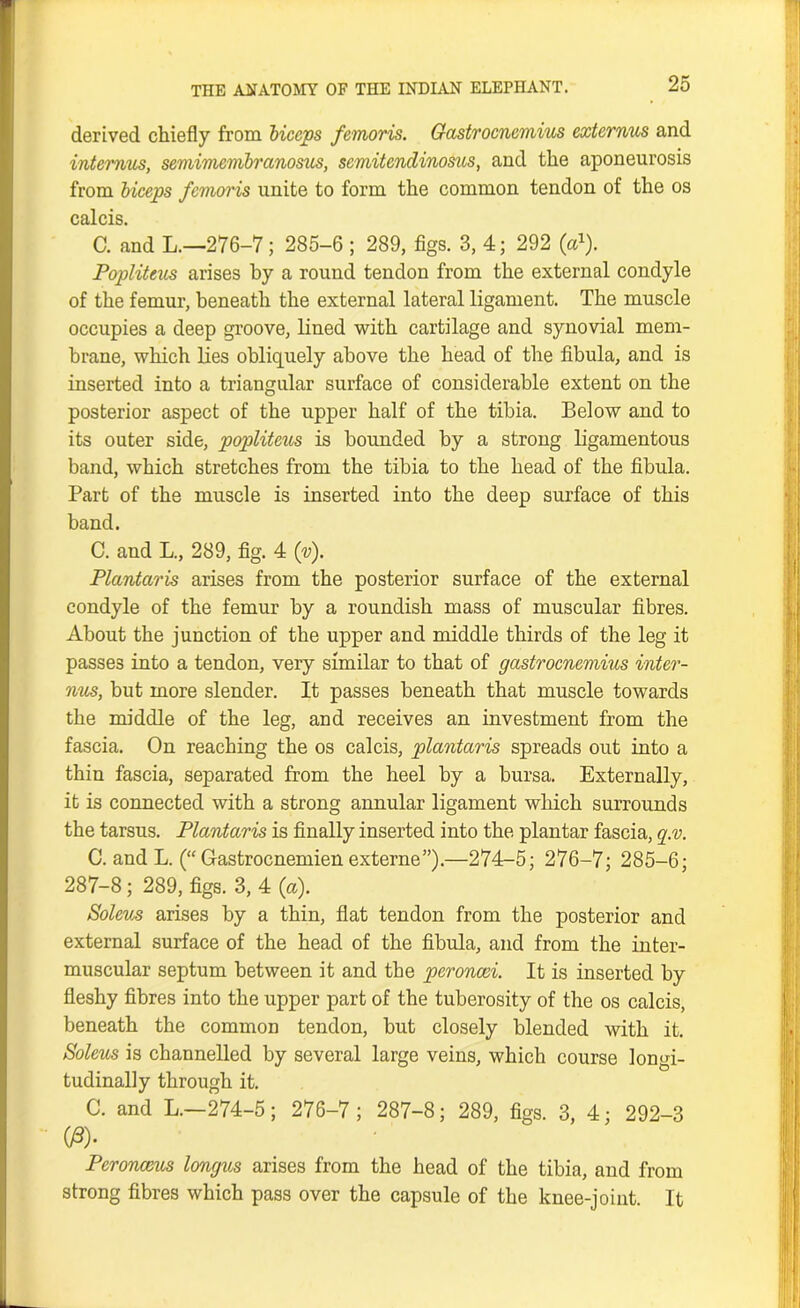 derived chiefly from biceps femoris. Gastrocnemius externus and intemus, semimembranosus, semitendinosus, and the aponeurosis from biceps femoris unite to form the common tendon of the os calcis. C. and L.—276-7; 285-6 ; 289, figs. 3, 4; 292 (a1). Popliteus arises by a round tendon from the external condyle of the femur, beneath the external lateral ligament. The muscle occupies a deep groove, lined with cartilage and synovial mem- brane, which lies obliquely above the head of the fibula, and is inserted into a triangular surface of considerable extent on the posterior aspect of the upper half of the tibia. Below and to its outer side, popliteus is bounded by a strong ligamentous band, which stretches from the tibia to the head of the fibula. Part of the muscle is inserted into the deep surface of this band. C. and L., 289, fig. 4 (v). Plantciris arises from the posterior surface of the external condyle of the femur by a roundish mass of muscular fibres. About the junction of the upper and middle thirds of the leg it passes into a tendon, very similar to that of gastrocnemius inter- nus, but more slender. It passes beneath that muscle towards the middle of the leg, and receives an investment from the fascia. On reaching the os calcis, plantaris spreads out into a thin fascia, separated from the heel by a bursa. Externally, it is connected with a strong annular ligament which surrounds the tarsus. Plantaris is finally inserted into the plantar fascia, q.v. C. and L. (“ Gastrocnemien externe”).—274-5; 276-7; 285-6; 287-8; 289, figs. 3, 4 (a). Soleus arises by a thin, flat tendon from the posterior and external surface of the head of the fibula, and from the inter- muscular septum between it and the peroncei. It is inserted by fleshy fibres into the upper part of the tuberosity of the os calcis, beneath the common tendon, but closely blended with it. Soleus is channelled by several large veins, which course longi- tudinally through it. C. and L.—274-5; 276-7; 287-8; 289, figs. 3, 4; 292-3 03). Peronceus longus arises from the head of the tibia, and from strong fibres which pass over the capsule of the knee-joint. It
