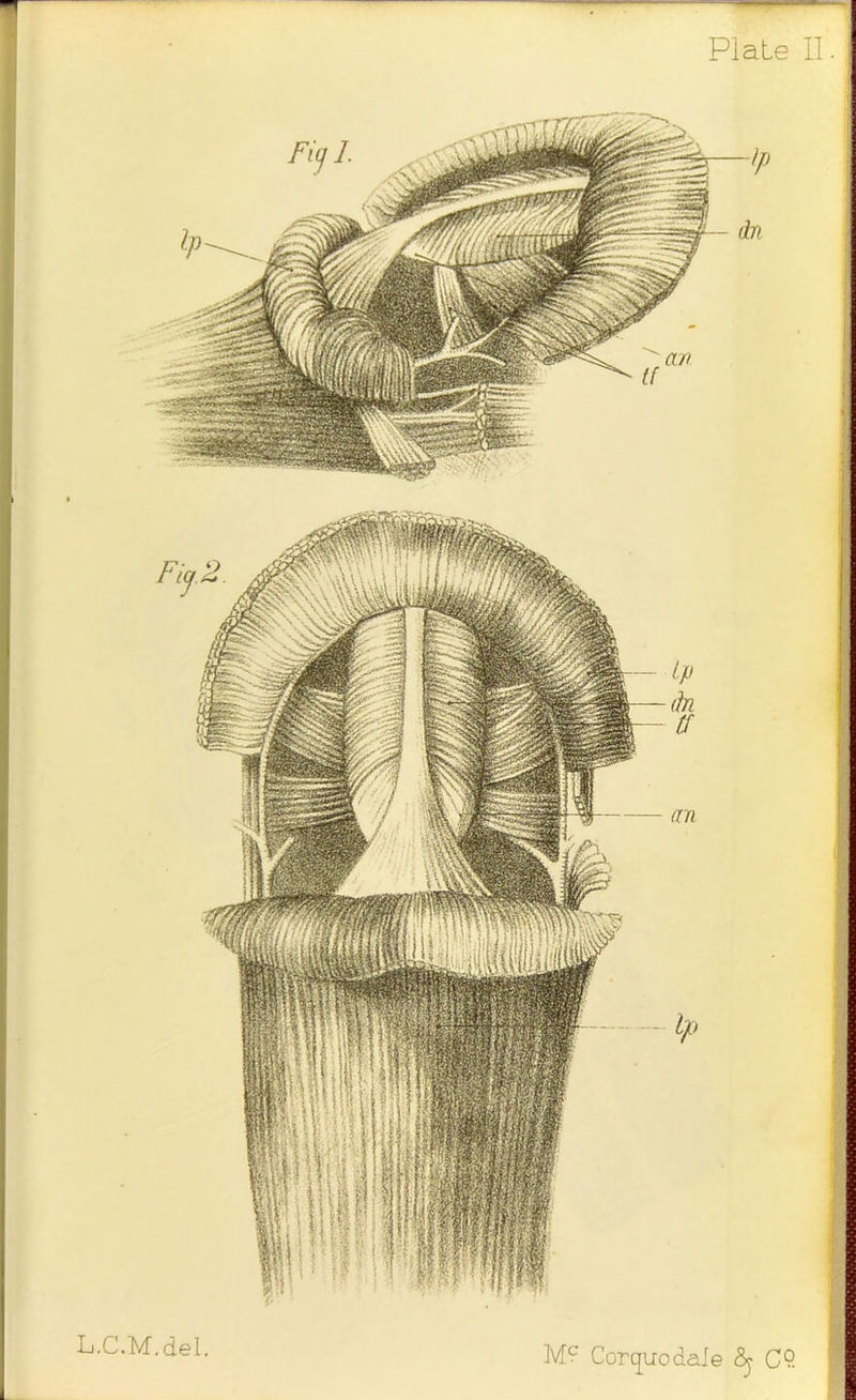 Mc Cor quo dale Sy C9