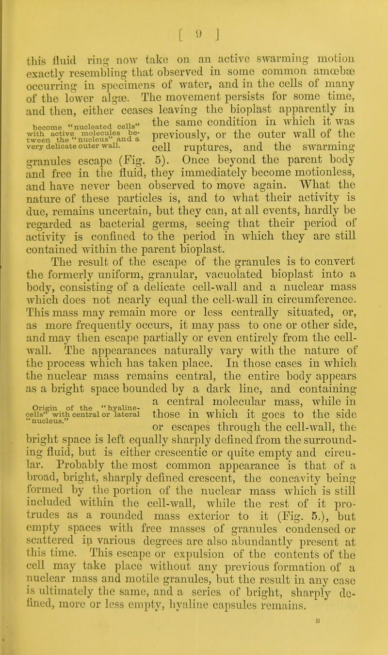 this fluid ling now take on an active swarming motion exactly resembling that observed in some common amoebae occurring in specimens of water, and in the cells ol many of the lower algae. The movement persists for some time, and then, either ceases leaving the bioplast apparently in become nucleated cells” same condition ill which it was nCJlSft.Sn previously, or the outer wall of the very delicate outer wau. cell ruptures, and the swarming granules escape (Fig. 5). Once beyond the parent body and free in the fluid, they immediately become motionless, and have never been observed to move again. What the nature of these particles is, and to what their activity is due, remains uncertain, but they can, at all events, hardly be regarded as bacterial germs, seeing that their period of activity is confined to the period in which they are still contained within the parent bioplast. The result of the escape of the granules is to convert the formerly uniform, granular, vacuolated bioplast into a body, consisting of a delicate cell-wall and a nuclear mass which does not nearly equal the cell-wall in circumference. This mass may remain more or less centrally situated, or, as more frequently occurs, it may pass to one or other side, and may then escape partially or even entirely from the cell- wall. The appearances naturally vary with the nature of the process which has taken place. In those cases in which the nuclear mass remains central, the entire body appears as a bright space bounded by a dark line, and containing ^ a central molecular mass, while in Origin of the “hyaline- , . cells55 with central or lateral tilOSe 111 Wllicll it £OeS to the S1C10 or escapes through the cell-wall, the bright space is left equally sharply defined from the surround- ing fluid, but is either crescentic or quite empty and circu- lar. Probably the most common appearance is that of a broad, bright, sharply defined crescent, the concavity being formed by the portion of the nuclear mass which is still included within the cell-wall, while the rest of it pro- trudes as a rounded mass exterior to it (Fig. 5.), but empty spaces with free masses of granules condensed or scattered in various degrees arc also abundantly present at this time. This escape or expulsion of the contents of the cell may take place without any previous formation of a nuclear mass and motile granules, but the result in any case is ultimately the same, and a series of bright, sharply de- fined, more or less empty, hyaline capsules remains. JU