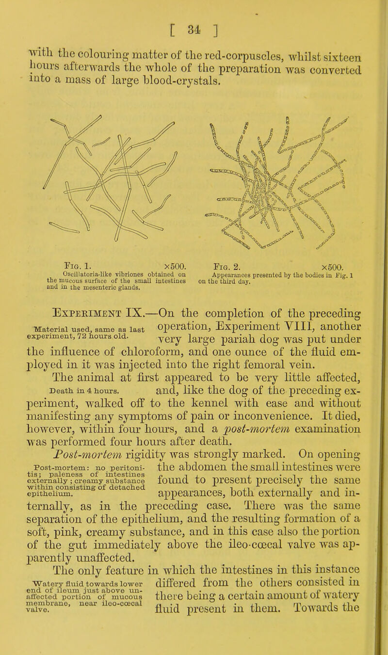 witli the colouring matter of the red-corpuscles, whilst sixteen hours afterwards the whole of the preparation was converted into a mass of large blood-crystals. Fig. 1. X500. Fig. 2. x500. Oscillatoria-like vibriones obtained on Appearances presented by the bodies in Fig. 1 the mucous surface of the small intestines on the third day. and in the mesenteric glands. Experiment IX.—On the completion of the preceding Material used, same as last opeiation, Expenmeut VIII, another experiment, 72 hours old. very large pariah dog was put under the influence of chloroform, and one ounce of the fluid em- ployed in it was injected into the right femoral vein. The animal at first appeared to be very little affected, Death in 4 hours. and, like the dog of the preceding ex- periment, walked off to the kennel with ease and without manifesting any symptoms of pain or inconvenience. It died, however, within four horns, and a 'post-mortem examination was performed four hours after death. Post-mortem rigidity was strongly marked. On opening Post-mortem: no peritoni- the abdomen the small intestines were externally; creamy substance found to present precisely the same epithelium. appearances, both externally and in- ternally, as in the preceding case. There was the same separation of the epithelium, and the resulting formation of a soft, pink, creamy substance, and in this case also the portion of the gut immediately above the ileo-coecal valve was ap- parently unaffected. The only feature in which the intestines in this instance Watery fluid towards lower differed from the others consisted in affecfed^po\“ions ofbmucous there being a certain amount of watery fluid present in them. Towards the membrane, near ileo-ccecal valve.