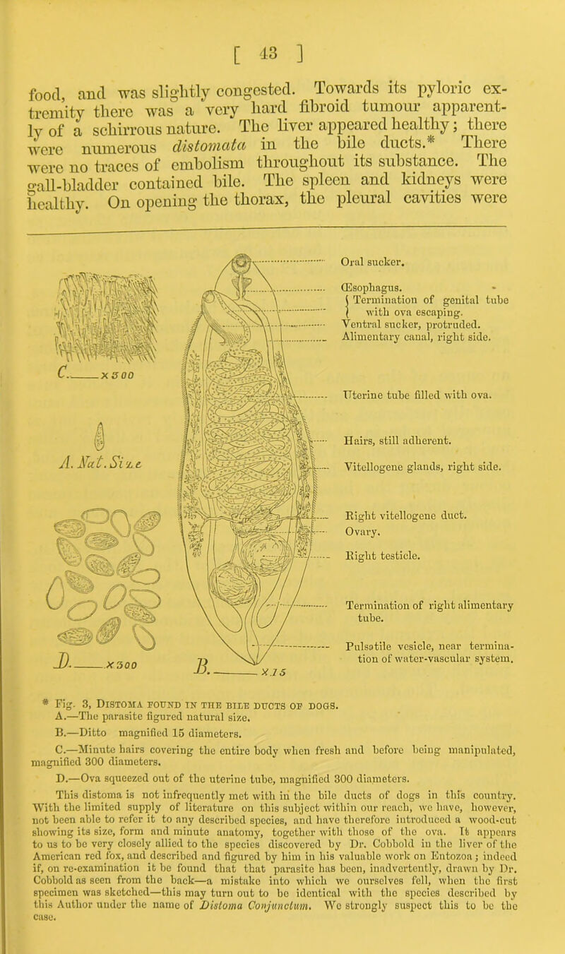 food and was slightly congested. Towards its pyloric ex- tremity there was a very hard fibroid tumour apparent- ly of a schirrous nature. The liver appeared healthy; there were numerous distomcitci in the bile ducts. There were no traces of embolism throughout its substance. The gall-bladder contained bile. The spleen and kidneys were healthy. On opening the thorax, the pleural cavities were Oral sucker. (Esophagus. ( Termination of genital tube ( with ova escaping. Ventral sucker, protruded. Alimentary canal, right side. Uterine tube filled with ova. Hairs, still adherent. Vitollogene glands, right side. Right vitellogene duct. Ovary. Right testicle. Termination of right alimentary tube. Pulsatile vesicle, near termina- tion of water-vascular system. *■ Fig. 3, Distoma found in the bile ducts of dogs. A. —The parasite figured natural size. B. —Ditto magnified 15 diameters. C. —Minute hairs covering the entire body when fresh and before being manipulated, magnified 300 diameters. D. —Ova squeezed out of the uterine tube, magnified 300 diameters. This distoma is not infrequently met with in the bile ducts of dogs in this country. With the limited supply of literature on this subject within our reach, wc have, however, not been able to refer it to any described species, and have therefore introduced a wood-cut showing its size, form and minute anatomy, together with those of the ova. It appears to us to be very closely allied to the species discovered by Dr. Cobbold in the liver of the American red fox, and described and figured by him in his valuable work on Entozoa; indeed if, on re-examination it he found that that parasite has been, inadvertently, drawn by Dr. Cobbold as seen from the hack—a mistake into which we ourselves fell, when the first specimen was sketched—this may turn out to be identical with the species described by tins Author under the name of Distoma Conjunclum. We strongly suspect this to be the case.