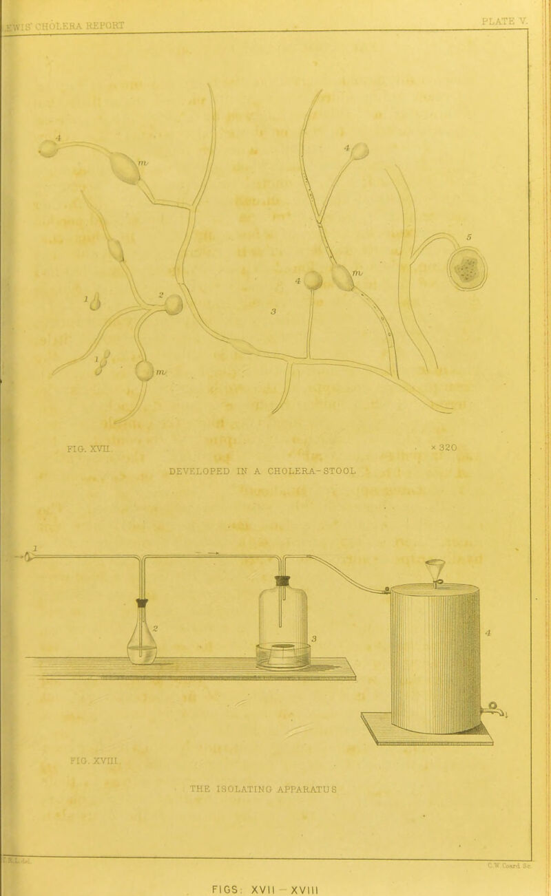 FIG. XVII. x 320 DEVELOPED IN A CHOLERA-STOOL THE ISOLATING APPARATUS C Yf Conrd Sc FIGS XVII XVIII