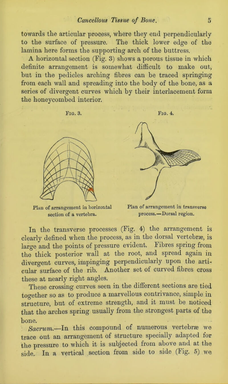 towards the articular process, where they end perpendicularly to the surface of pressure. The thick lower edge of the lamina here forms the supporting arch of the buttress. A horizontal section (Fig. 3) shows a porous tissue in which definite arrangement is somewhat difficult to make out, but in the pedicles arching fibres can be traced springing from each wall and spreading into the body of the bone, as a series of divergent curves which by their interlacement form the honeycombed interior. In the transverse processes (Fig. 4) the arrangement is clearly defined when the process, as in the dorsal vertebrae, is large and the points of pressure evident. Fibres spring from the thick posterior wall at the root, and spread again in divergent curves, impinging perpendicularly upon the arti- cular surface of the rib. Another set of curved fibres cross these at nearly right angles. These crossing curves seen in the different sections are tied together so as to produce a marvellous contrivance, simple in structure, but of extreme strength, and it must be noticed that the arches spring usually from the strongest parts of the bone. Sacrum.—In this compound of numerous vertebrae we trace out an arrangement of structure specially adapted for the pressure to which it is subjected from above and at the side.. In a vertical section from side to side (Fig. 5) we Fig. 3. Fig. 4. Plan of arrangement in horizontal section of a vertebra. Plan of arrangement in transverse process.—Dorsal region.