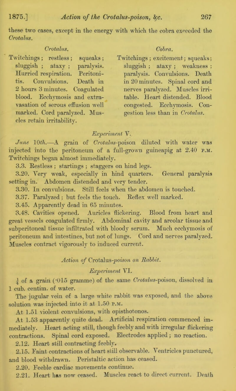 these two cases, except in the energy with which the cobra exceeded the Crotalus. Crotalus. Twitchings ; restless ; squeaks ; sluggish ; ataxy ; paralysis. Hurried respiration. Peritoni- tis. Convulsions. Death in 2 hours 3 minutes. Coagulated blood. Ecchymosis and extra- vasation of serous effusion well marked. Cord paralyzed. Mus- cles retain irritability. Cobra. Twitchings ; excitement; squeaks; sluggish ; ataxy ; weakness ; paralysis. Convulsions. Death in 20 minutes. Spinal cord and nerves paralyzed. Muscles irri- table. Heart distended. Blood congested. Ecchymosis. Con- gestion less than in Crotalus. Experiment V. June 10th.—A grain of CVotohts-poison diluted with water was injected into the peritoneum of a full-grown guineapig at 2.40 p.m. Twitchings began almost immediately. 3.3. [Restless ; startings ; staggers on hind legs. 3.20. Very weak, especially in hind quarters. General paralysis setting in. Abdomen distended and very tender. 3.30. In convulsions. Still feels when the abdomen is touched. 3.37. Paralyzed ; but feels the touch. Be flex well marked. 3.45. Apparently dead in 65 minutes. 3.48. Cavities opened. Auricles flickering. Blood from heart and great vessels coagulated firmly. Abdominal cavity and areolar tissue and subperitoneal tissue infiltrated with bloody serum. Much ecchymosis of peritoneum and intestines, but not of lungs. Cord and nerves paralyzed. Muscles contract vigorously to induced current. Action of Crotalus-poison on Rabbit. Experiment VI. | of a grain (’015 gramme) of the same CVotaZws-poison, dissolved in 1 cub. centim. of water. The jugular vein of a large white rabbit was exposed, and the above solution was injected into it at 1.50 p.xr. At 1.51 violent convulsions, with opisthotonos. At 1.53 apparently quite dead. Artificial respiration commenced im- mediately. Heart acting still, though feebly and with irregular flickering contractions. Spinal cord exposed. Electrodes applied ; no reaction. 2.12. Heart still contracting feebly. 2.15. Faint contractions of heart still observable. Ventricles punctured, and blood withdrawn. Peristaltic action has ceased. 2.20. Feeble cardiac movements continue. 2.21. Heart has now ceased. Muscles react to direct current. Death