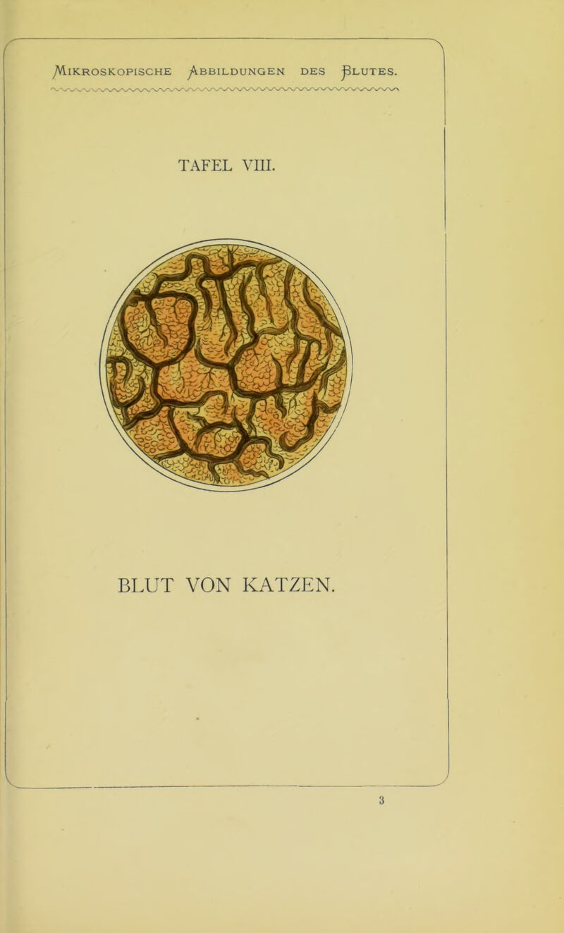 'WVWV\ TAFEL VIII. BLUT VON KATZEN. 3