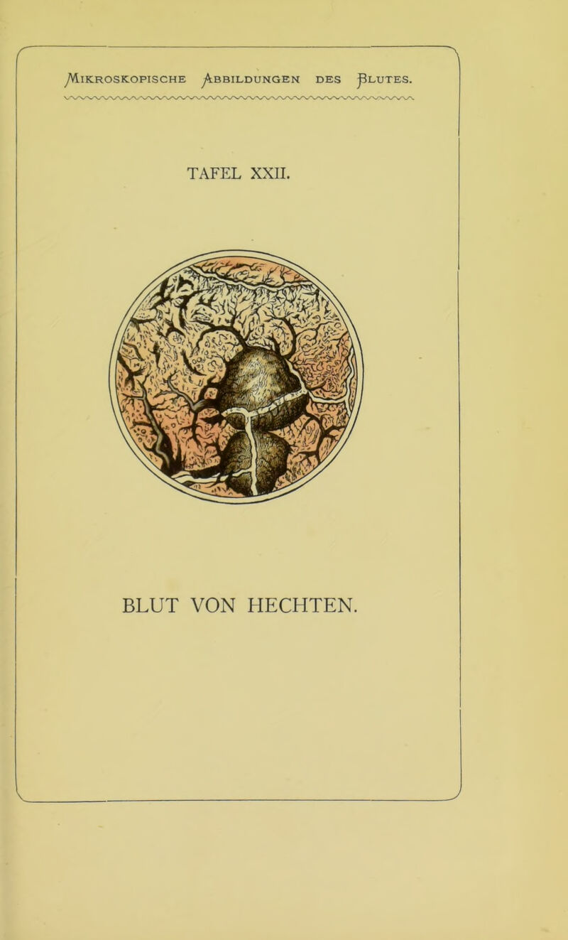 r yVllKROSKOPISCHE ^B BILDUNGEN DES J3LUTES. TAFEL XXII. BLUT VON HECHTEN. J