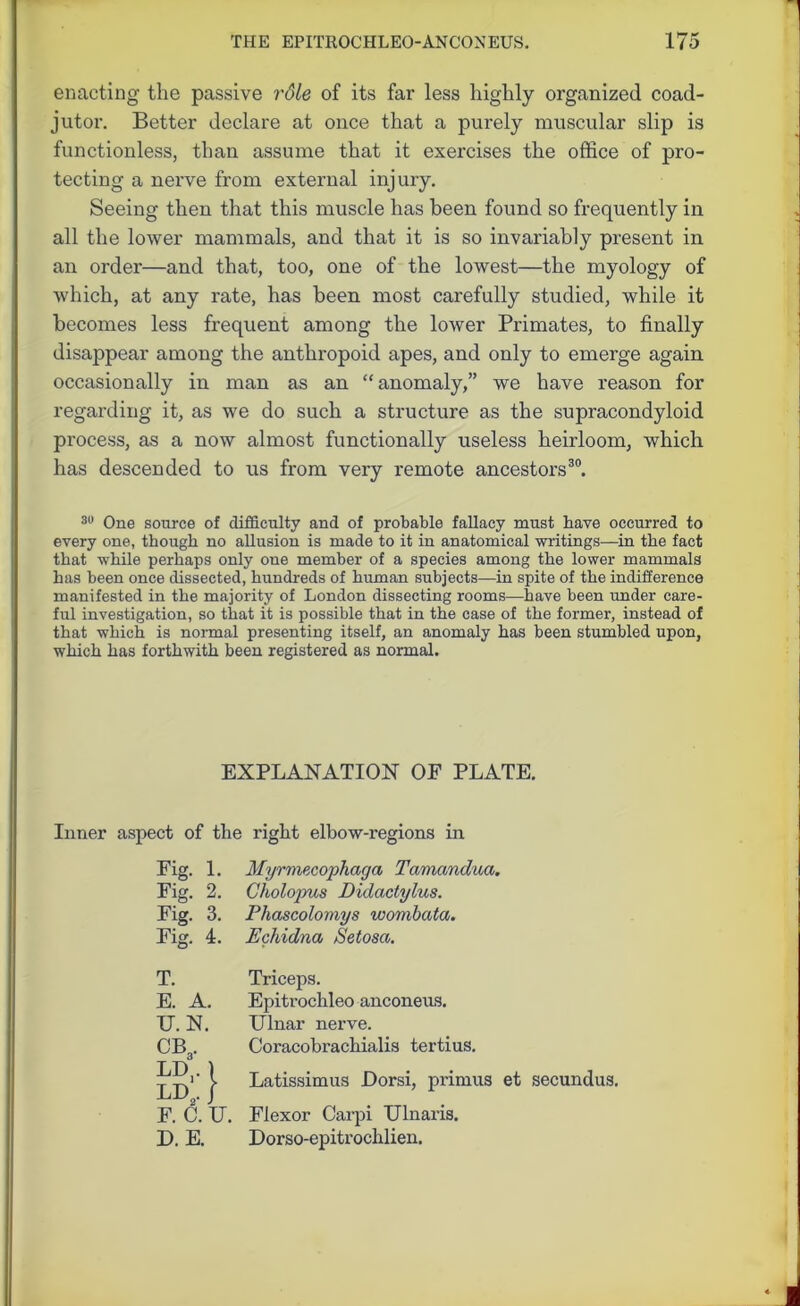 enacting the passive rdle of its far less highly organized coad- jutor. Better declare at once that a purely muscular slip is functionless, than assume that it exercises the office of pro- tecting a nerve from external injury. Seeing then that this muscle has been found so frequently in all the lower mammals, and that it is so invariably present in an order—and that, too, one of the lowest—the myology of which, at any rate, has been most carefully studied, while it becomes less frequent among the lower Primates, to finally disappear among the anthropoid apes, and only to emerge again occasionally in man as an “anomaly,” we have reason for regarding it, as we do such a structure as the supracondyloid process, as a now almost functionally useless heirloom, which has descended to us from very remote ancestors30. 30 One source of difficulty and of probable fallacy must have occurred to every one, though no allusion is made to it in anatomical writings—in the fact that while perhaps only one member of a species among the lower mammals has been once dissected, hundreds of human subjects—in spite of the indifference manifested in the majority of London dissecting rooms—have been under care- ful investigation, so that it is possible that in the case of the former, instead of that which is normal presenting itself, an anomaly has been stumbled upon, which has forthwith been registered as normal. EXPLANATION OF PLATE. Inner aspect of the right elbow-regions in Fig. 1. Myrmecophaga Tamandua. Fig. 2. Cholopus Didactylus. Fig. 3. Pliascolomys wombata. Fig. 4. Echidna Setosa. T. E. A. TJ. N. CBa. LD,1 LD F, D. E. C.U. Triceps. Epitrochleo anconeus. Ulnar nerve. Coracobrachialis tertius. Latissimus Dorsi, pi’imus et secundus. Flexor Carpi Ulnaris. Dorso-epitrochlien.