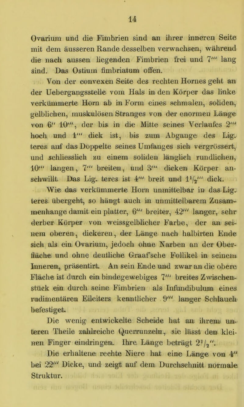 Ovarium und die Fimbrien sind an ihrer inneren Seite mit dem äusseren Rande desselben verwachsen, während die nach aussen hegenden Fimbrien frei und 7' lang sind. Das Ostium fimbriatum offen. Von der convexen Seite des rechten Hornes geht an der Uebergangsstelle vom Hals in den Körper das linke verkümmerte Horn ab in Form eines schmalen, soliden, gelblichen, muskulösen Stranges von der enormen Länge von 6 10, der bis in die Mitte seines Verlaufes 2' hoch und 1' dick ist, bis zum Abgauge des Lig- teres auf das Doppelte seines Umfanges sich vergrößert, und schliesslich zu einem soliden länglich rundlichen, 10' langen, 7' breiten, und O dicken Körper an- schwillt. Das Lig.. teres ist 4' breit und 1V*' dick. Wie das verkümmerte Horn unmittelbar in das Lig. teres übergeht, so hängt auch in unmittelbarem Zusam- menhänge damit ein platter, 6' breiter, 42' langer, sehr derber Körper von weissgelblicher Farbe, der an sei- nem oberen, dickeren, der Länge nach halbirten Ende sich als ein Ovarium, jedoch ohne Narben an der Ober- fläche und ohne deutliche Graafsche Follikel in seinem. Inneren, präsentirt An sein Ende und zwar an die obere Fläche ist durch ein bindegewebiges 7' breites Zwischen- stück ein durch seine Fimbrien als Infundibulum eines rudimentären Eileiters kenntlicher 9' langer Schlauch befestiget. Die wenig entwickelte Scheide hat an ihrem: um beren Theile zahlreiche Querrunzelu, sie lässt den klei- nen Finger eindringen. Ihre Länge beträgt 21/2. Die erhaltene rechte Niere hat eine Länge von 4 bei 22' Dicke, und zeigt auf dem Durchschnitt normale Struktur.