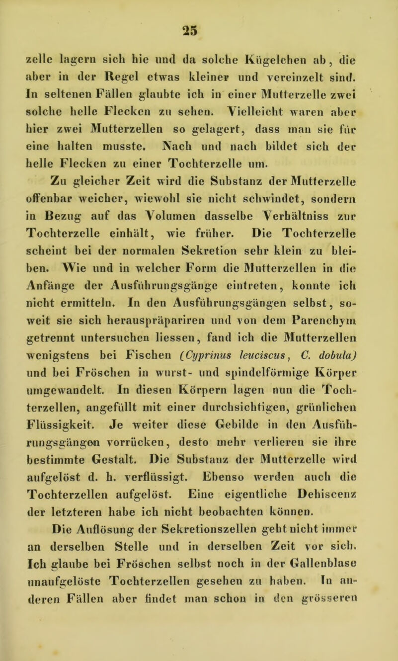 zelle lagern sich hie und da solche Kügelchen ab, die aber in der Regel etwas kleiner und vereinzelt sind. Jn seltenen Fällen glaubte ich in einer Mutterzelle zwei solche helle Flecken zu sehen. Vielleicht waren aber hier zwei Mutterzellen so gelagert, dass man sie für eine halten musste. Nach und nach bildet sich der helle Flecken zu einer Tochterzelle um. Zu gleicher Zeit wird die Substanz der Mutterzelle offenbar weicher, wiewohl sie nicht schwindet, sondern in Bezug auf das Volumen dasselbe Verhältniss zur Tochterzelle einhält, wie früher. Die Tochterzelle scheint bei der normalen Sekretion sehr klein zu blei- ben. Wie und in welcher Form die Mutterzellen in die Anfänge der Ausführungsgänge eintreten, konnte ich nicht ermitteln. In den Ausführungsgängen selbst, so- weit sie sich herauspräpariren und von dem Parenchym getrennt untersuchen liessen, fand ich die Mutterzellen wenigstens bei Fischen (Cyprinus lettciscus, C. dobiila) und bei Fröschen in wurst- und spindelförmige Körper umgewandelt. In diesen Körpern lagen nun die Toch- terzellen, angefüllt mit einer durchsichtigen, grünlichen Flüssigkeit. Je weiter diese Gebilde in den Ausfüh- rungsgänge« vorrücken, desto mehr verlieren sie ihre bestimmte Gestalt. Die Substanz der Mutterzelle wird aufgelöst d. h. verflüssigt. Ebenso werden auch die Tochterzellen aufgelöst. Eine eigentliche Dehiscenz der letzteren habe ich nicht beobachten können. Die Auflösung der Sekretionszellen geht nicht immer an derselben Stelle und in derselben Zeit vor sich. Ich glaube bei Fröschen selbst noch in der Gallenblase unaufgelöste Tochterzellen gesehen zu haben, ln an- deren Fällen aber findet inan schon in den grösseren