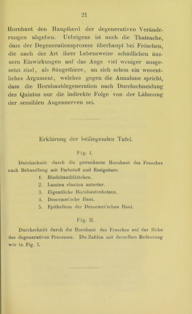 Hornhaut den Hauptherd der degenerativen Verände- rungen abgeben. Uebrigens ist auch die Thatsache, dass der Degenerationsprozess überhaupt bei Fröschen, die nach der Art ihrer Lebensweise schädlichen äus- sern Einwirkungen aui' das Auge viel weniger ausge- setzt sind, als Säugethiere, an sich schon ein wesent- liches Argument, welches gegen die Annahme spricht, dass die Hornhautdegeneration nach Durchschneidung des Qu intus nur die indirekte Folge von der Lähmung der sensiblen Augennerven sei. Erklärung der beiliegenden Tafel. Fig. I. Durchschnitt durch die getrocknete Hornhaut des Frosches nach Behandlung mit Farbstoff und Flssigsäure. t. Bindehautblättchen. 2. Lamina elastica anterior. 3. Eigentliche Hornhautsubstanz. 4. Descemet’sche Haut. 5. Epitheliom der Descernet’schen Haut. Fig. II. Durchschnitt durch die Hornhaut des Frosches anf der Höhe des degenerativen Processes. Die Zahlen mit derselben Bedeutung wie in Fig. T.